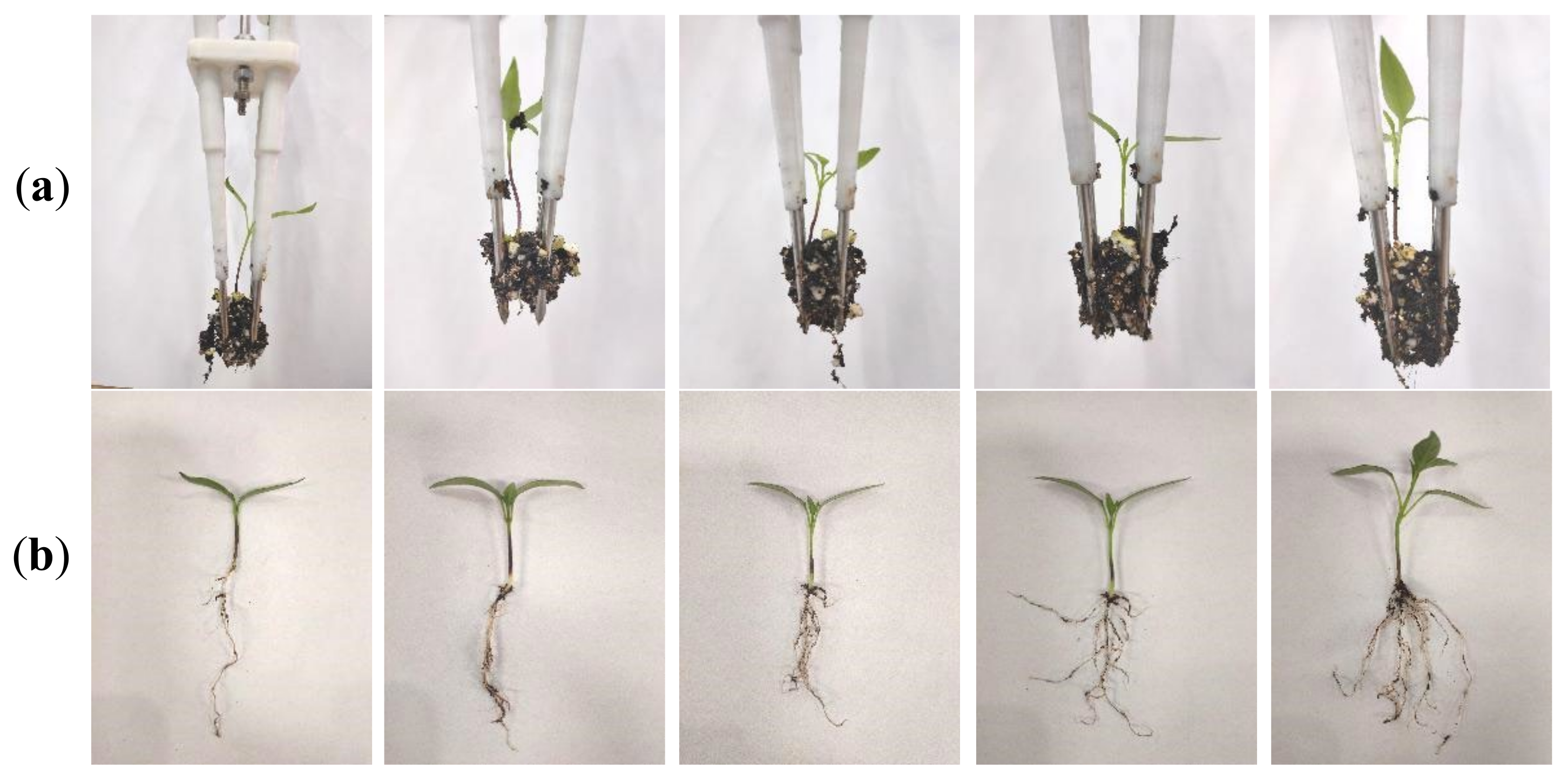 Agronomy 12 01487 g008 550