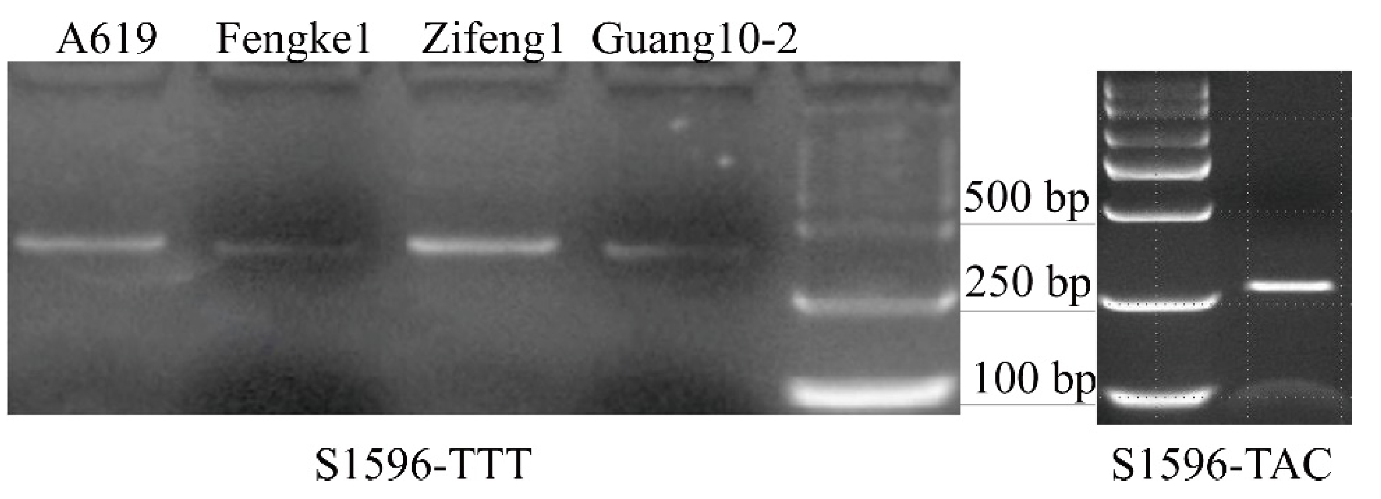 Agronomy 12 01506 g005 550