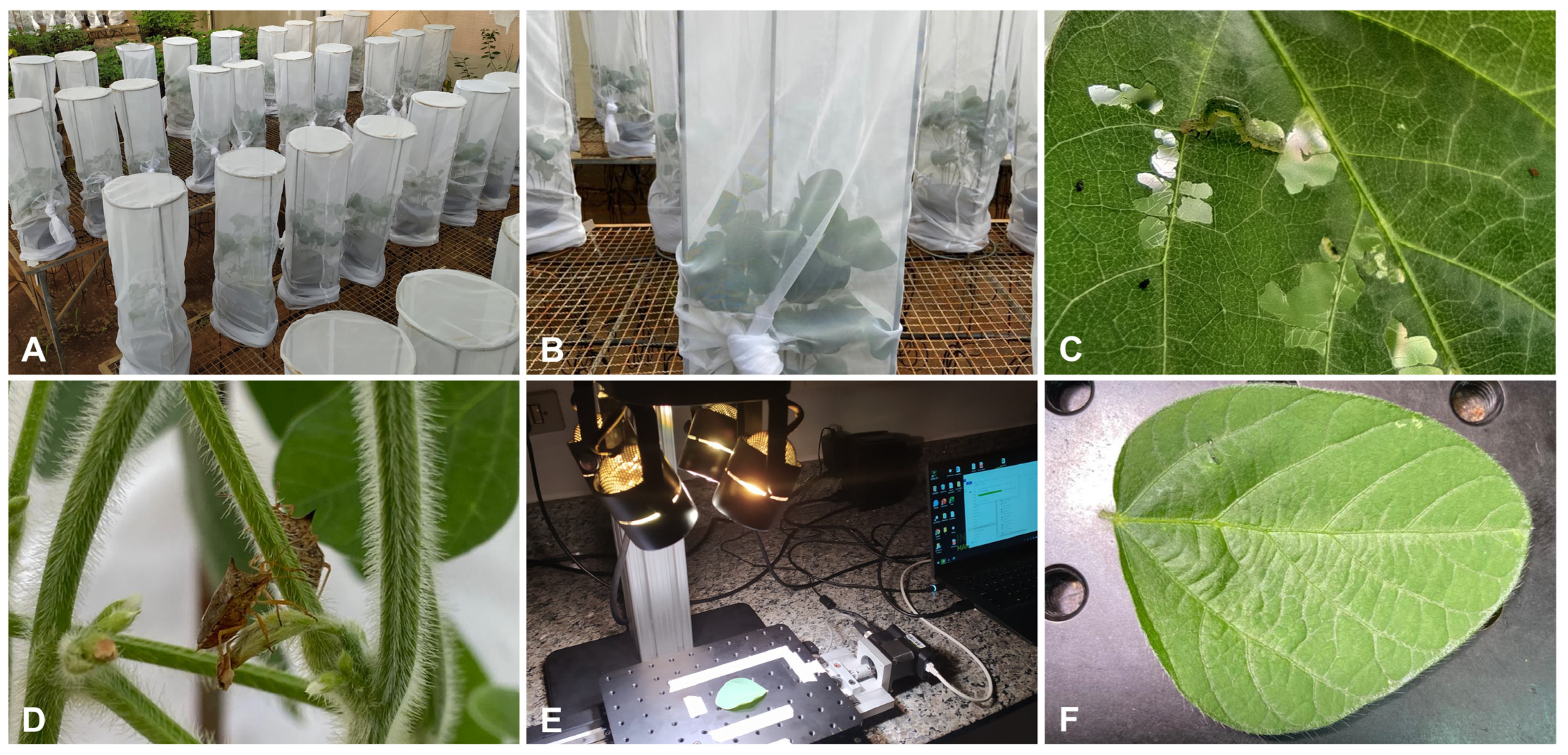 Agronomy 12 01516 g001 Agronomy 12 01516 g001