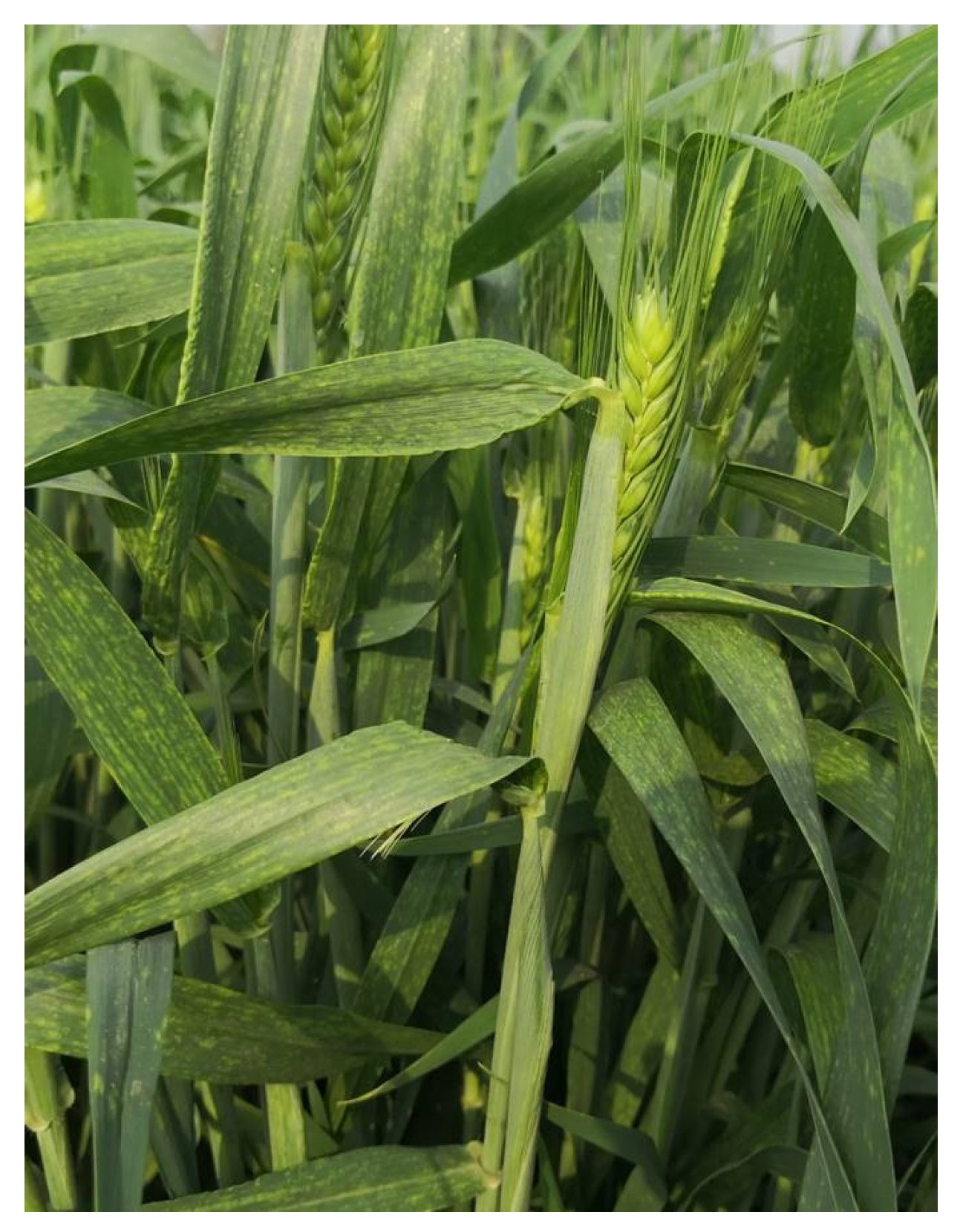 Agronomy 12 01519 g001 550