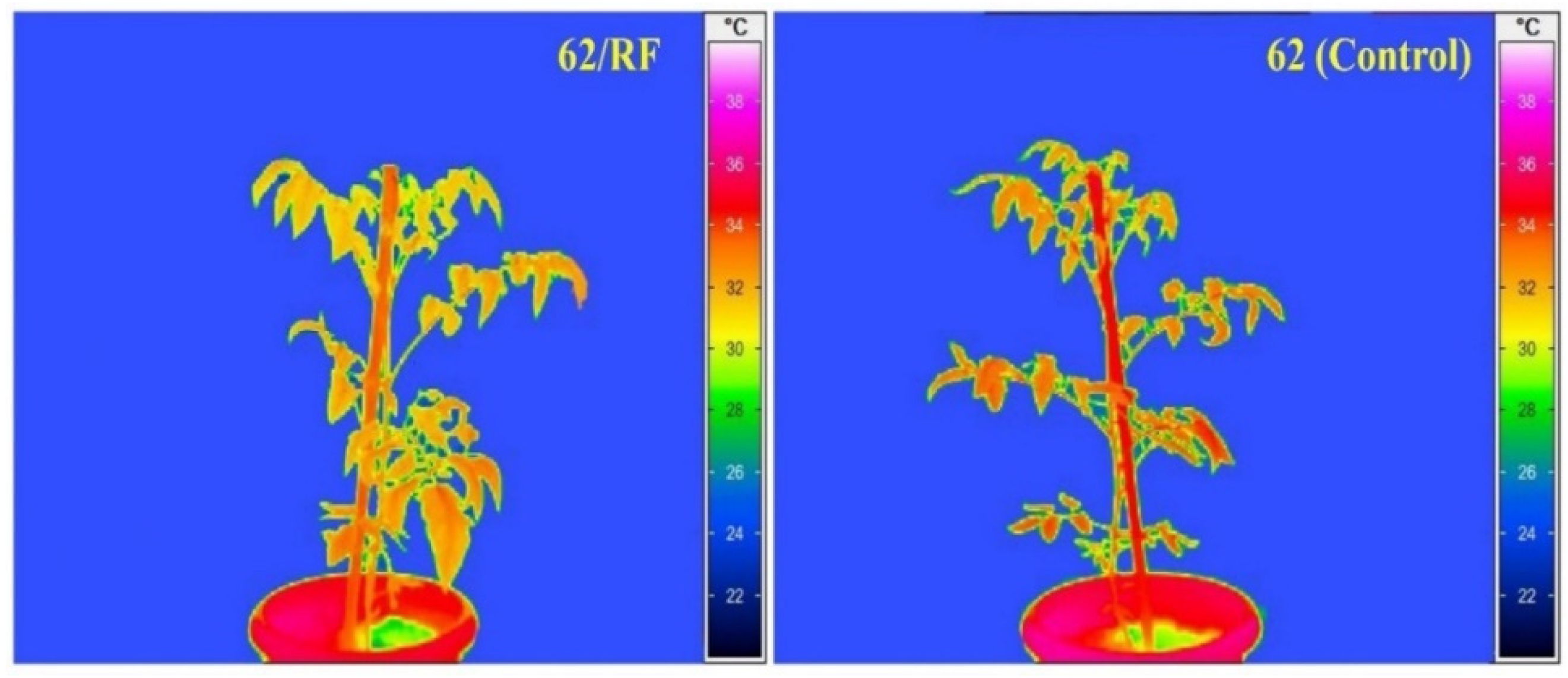 Agronomy 12 01529 g005