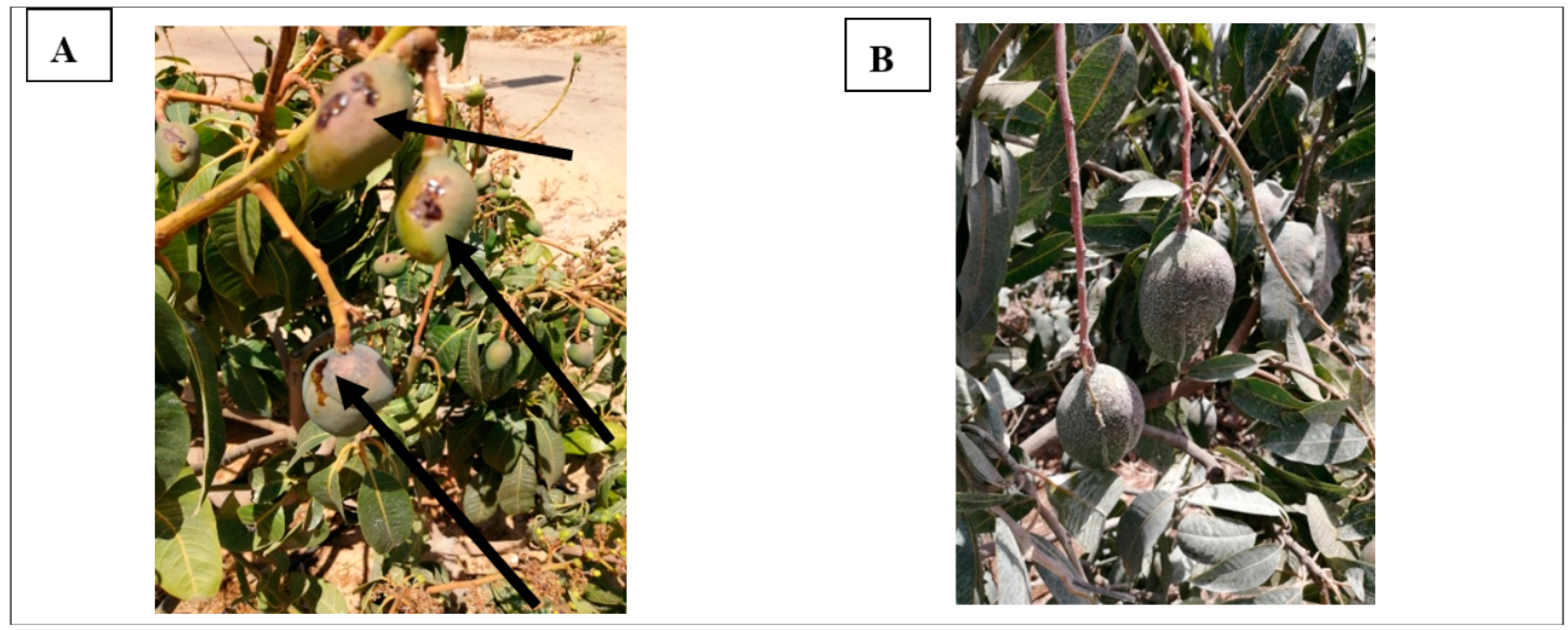 Agronomy 12 01535 g010