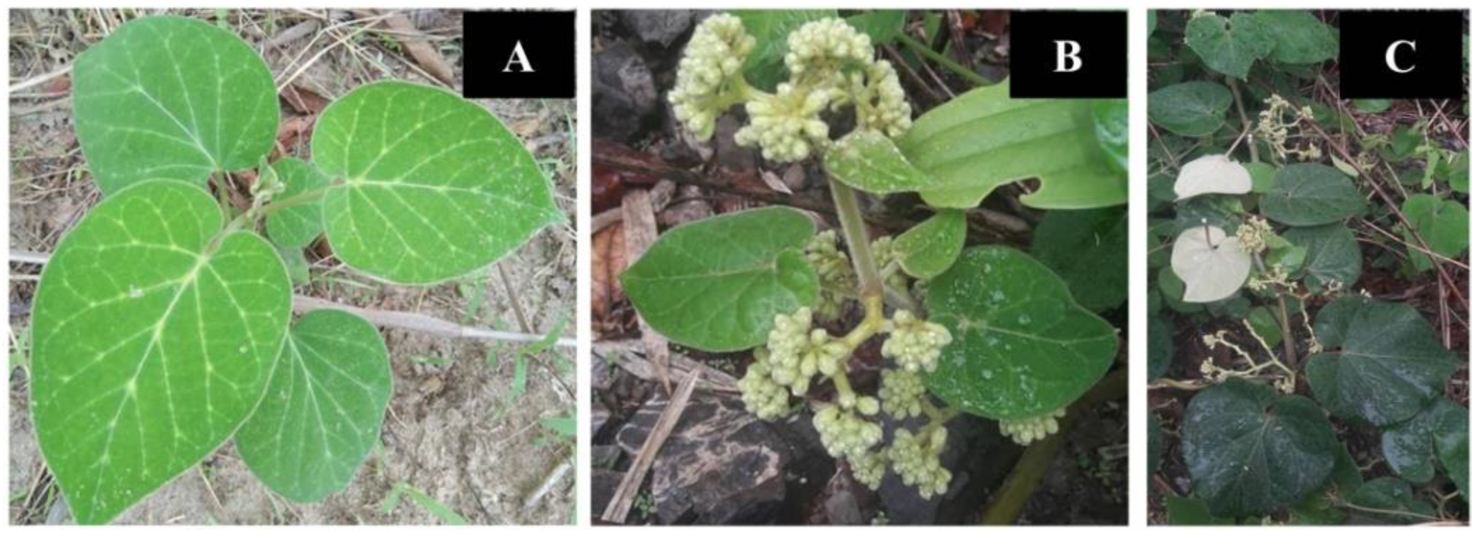 Agronomy 12 01536 g001