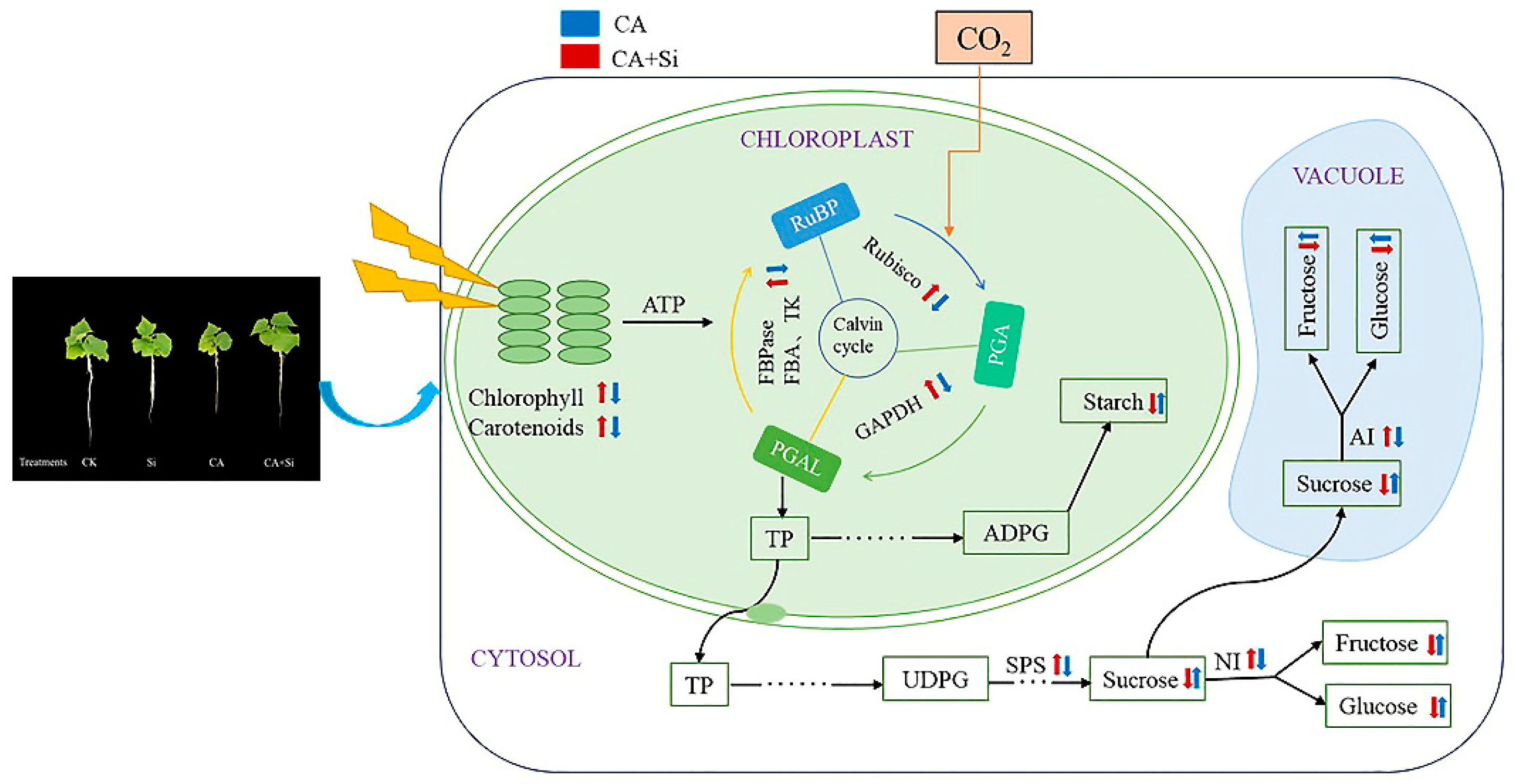 Agronomy 12 01569 g006