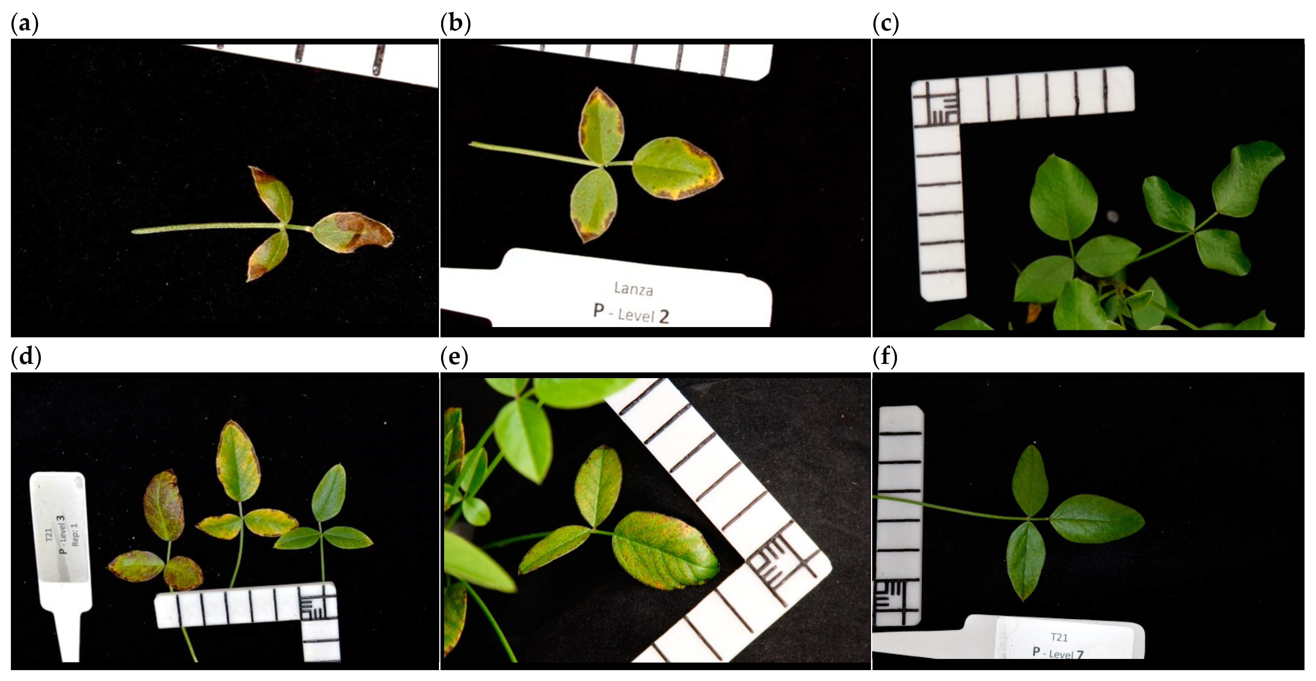 Agronomy 12 01581 g006 Agronomy 12 01581 g006