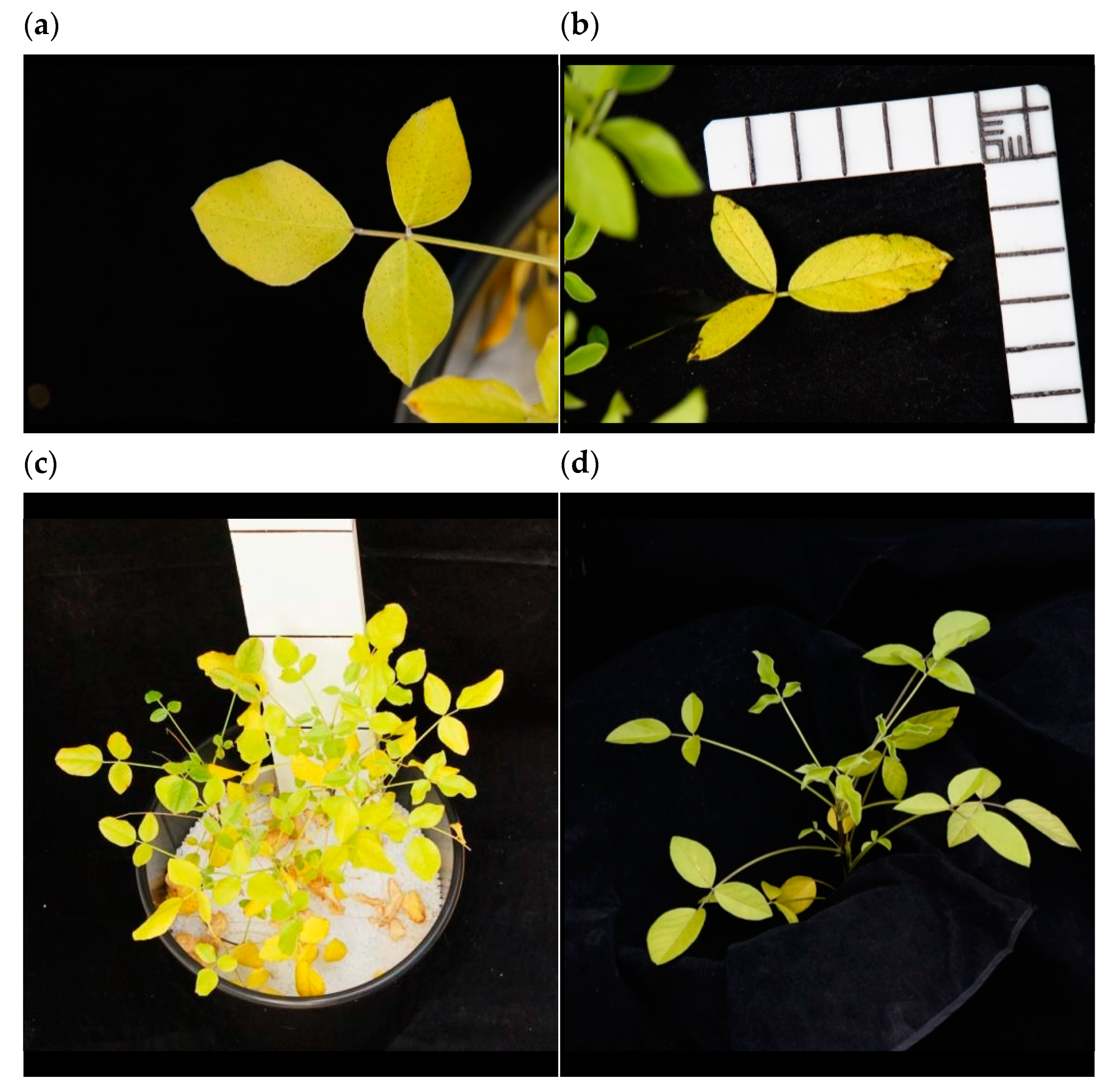Agronomy 12 01581 g010 Agronomy 12 01581 g010