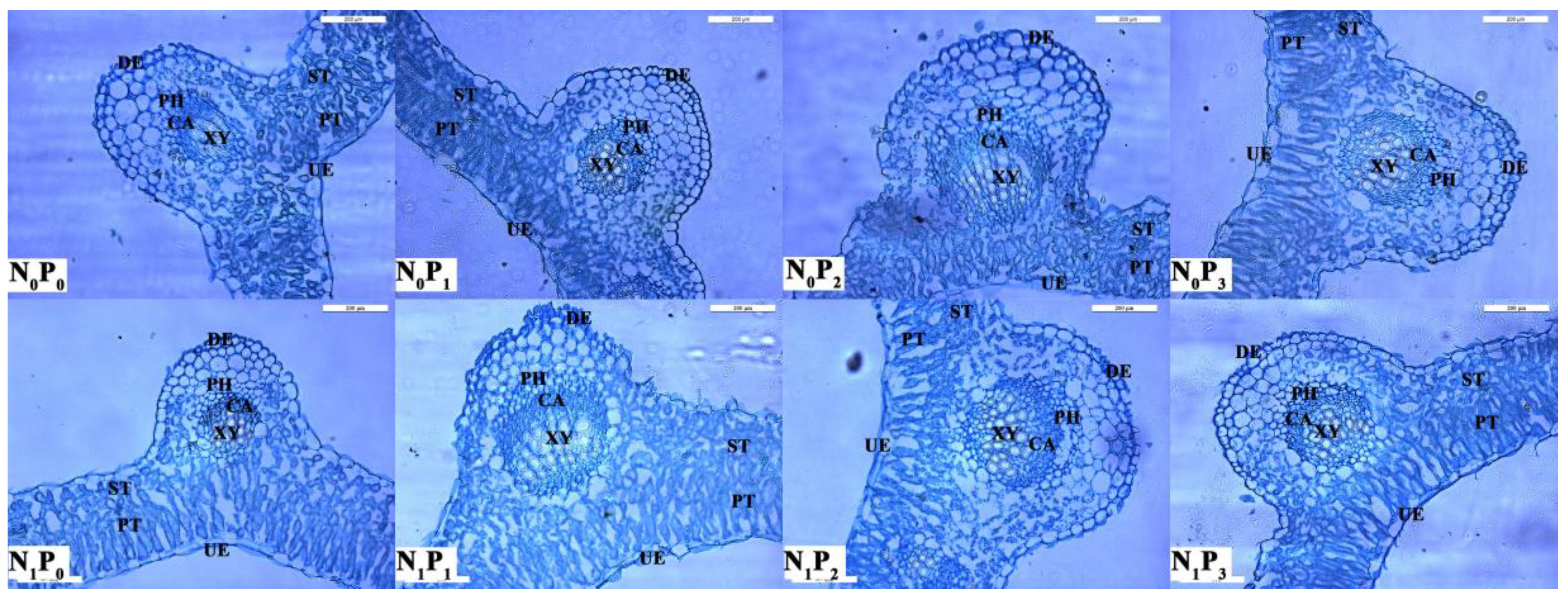 Agronomy 12 01613 g006 Agronomy 12 01613 g006