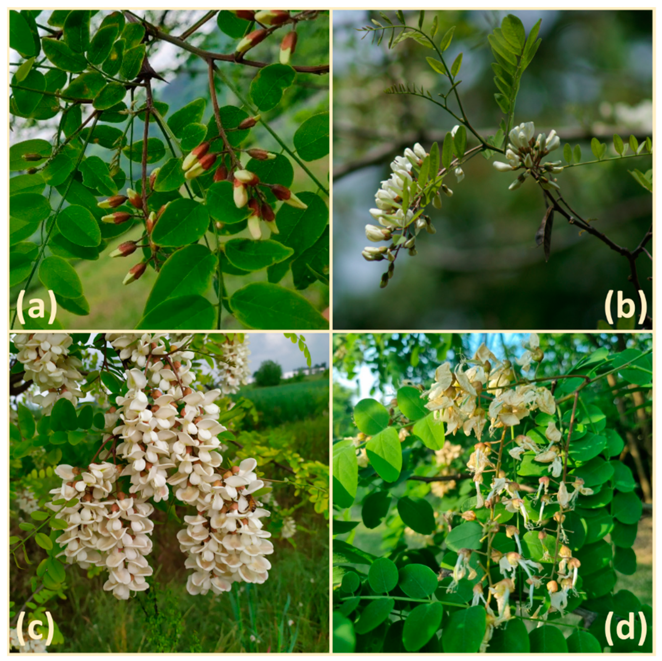 Agronomy 12 01623 g002 550