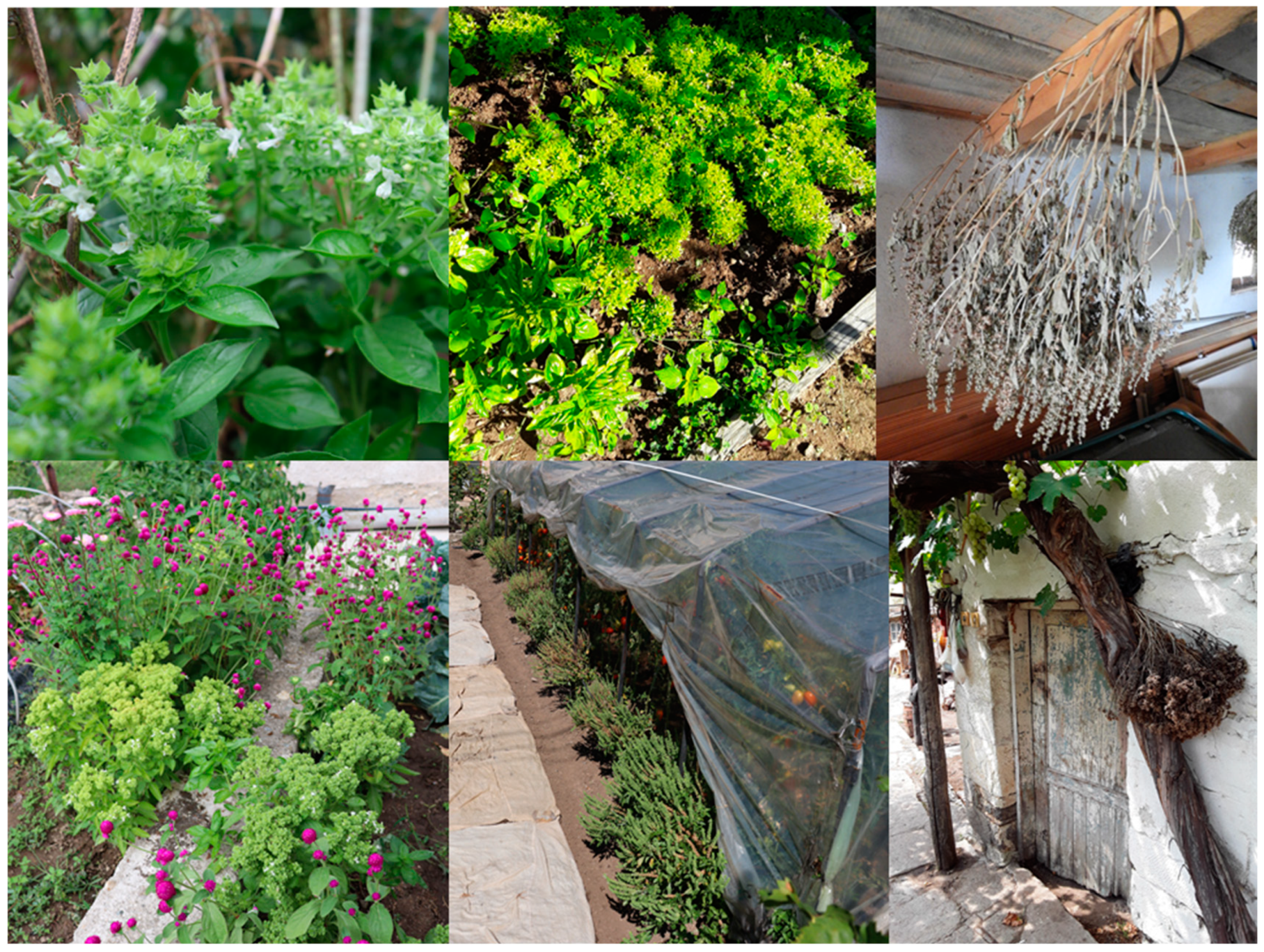 Agronomy 12 01631 g004