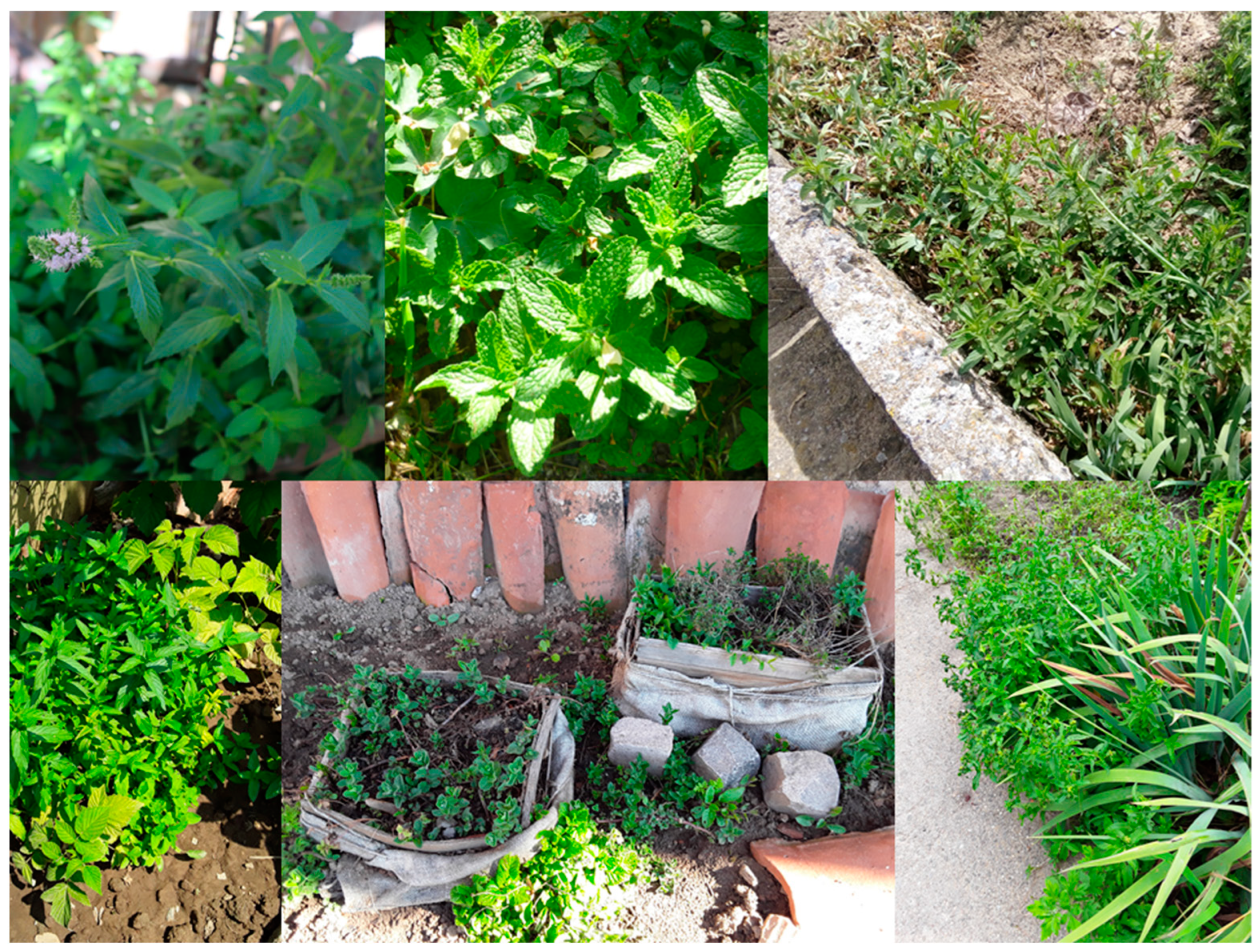 Agronomy 12 01631 g005