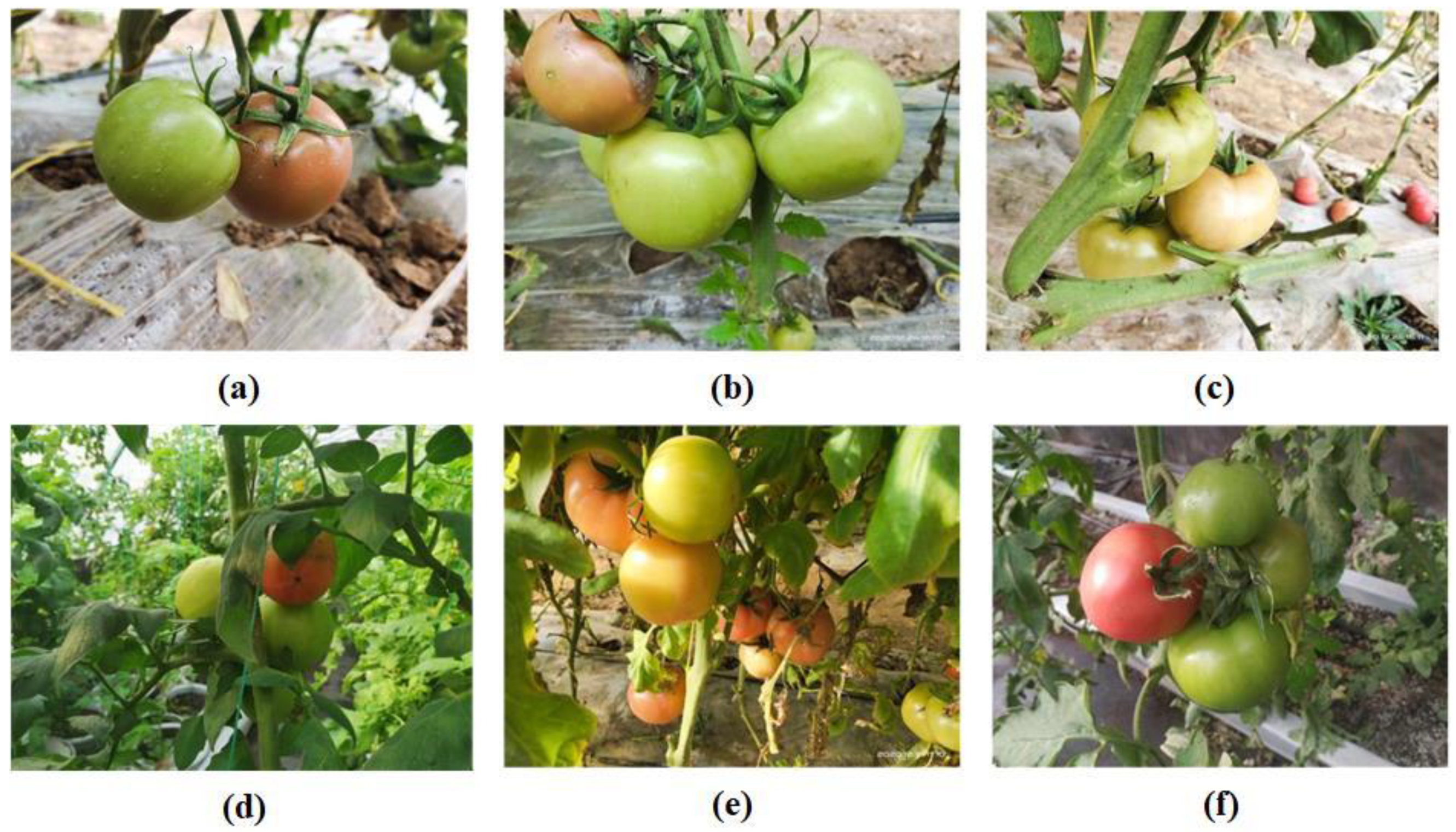 Agronomy 12 01638 g001 550