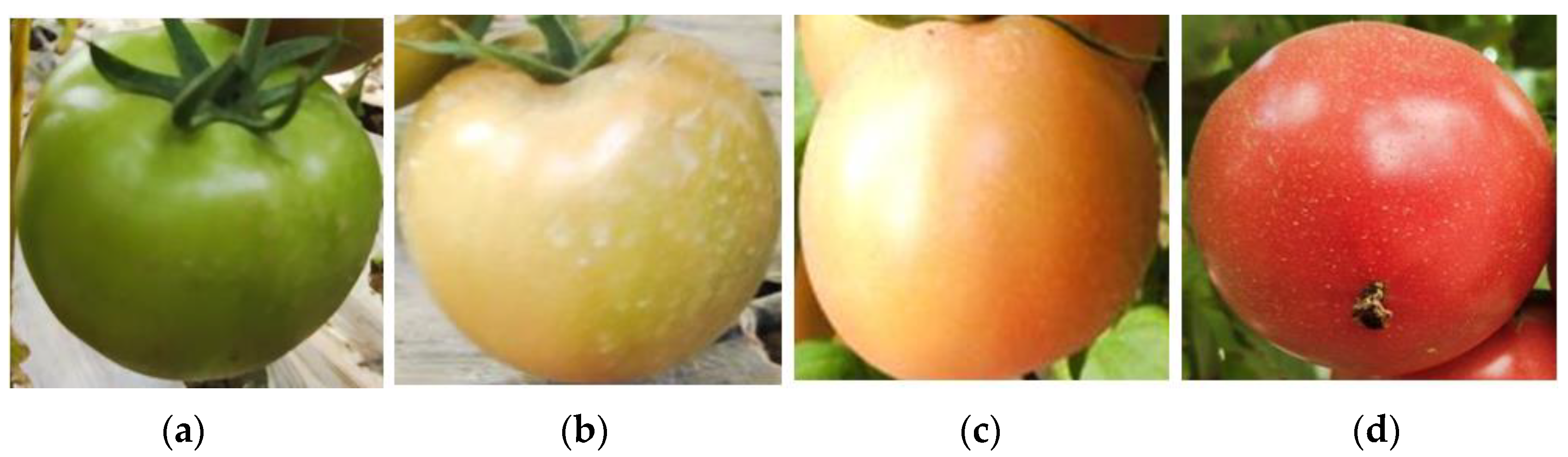 Agronomy 12 01638 g002 550