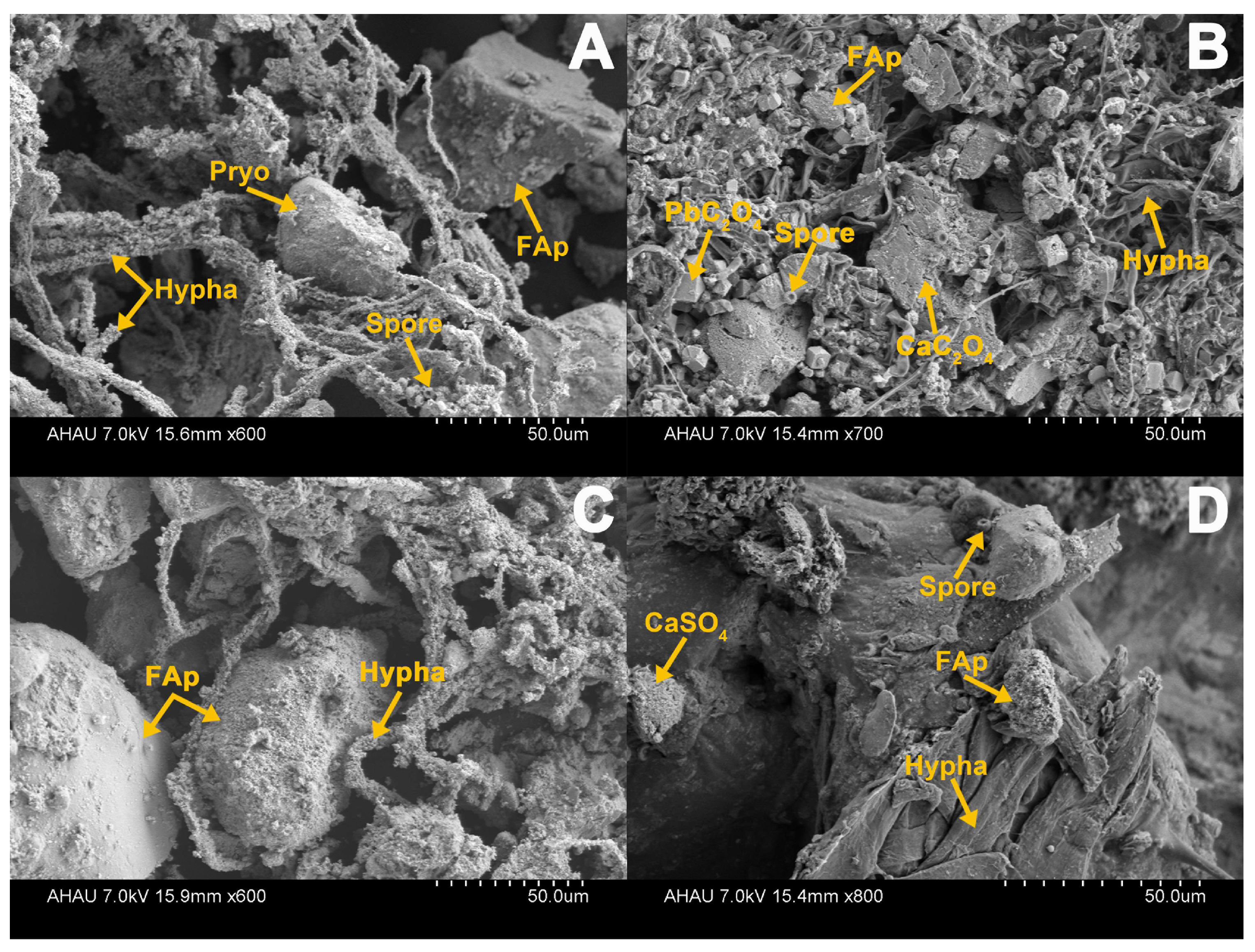 Agronomy 12 01639 g007