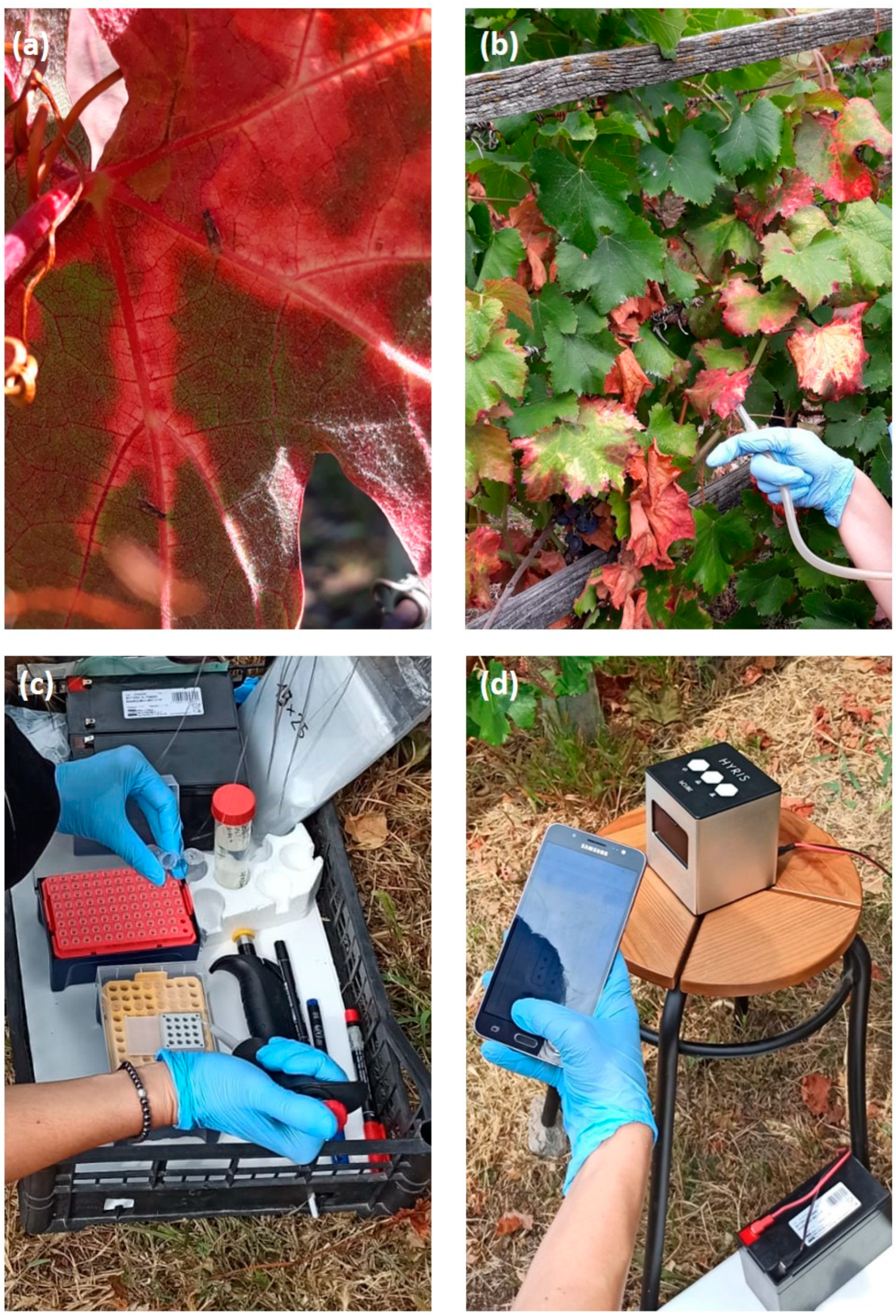 Agronomy 12 01645 g003 550