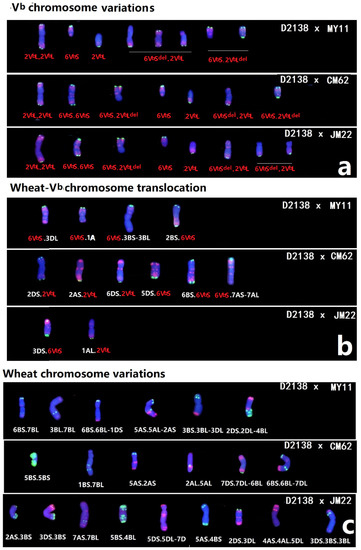 Characterization of a Wheat-Dasypyrum breviaristatum