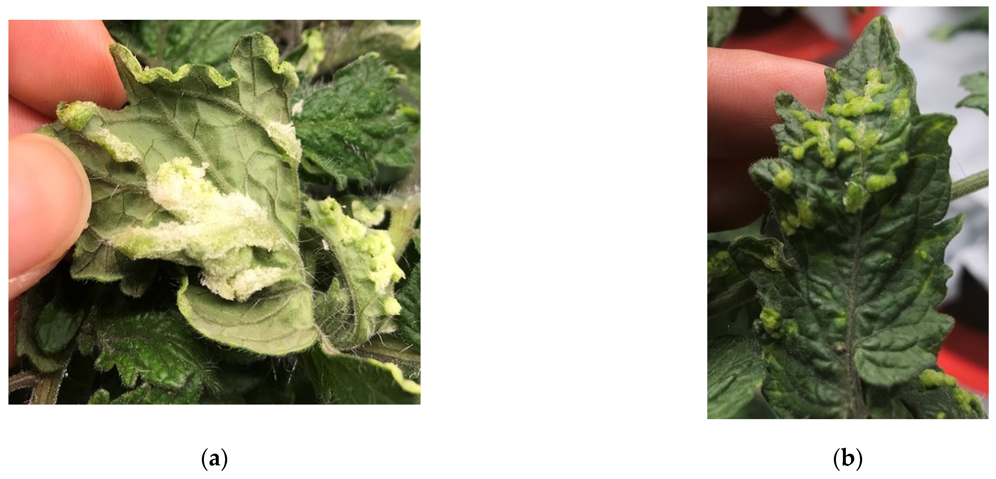 Agronomy 12 01704 g001