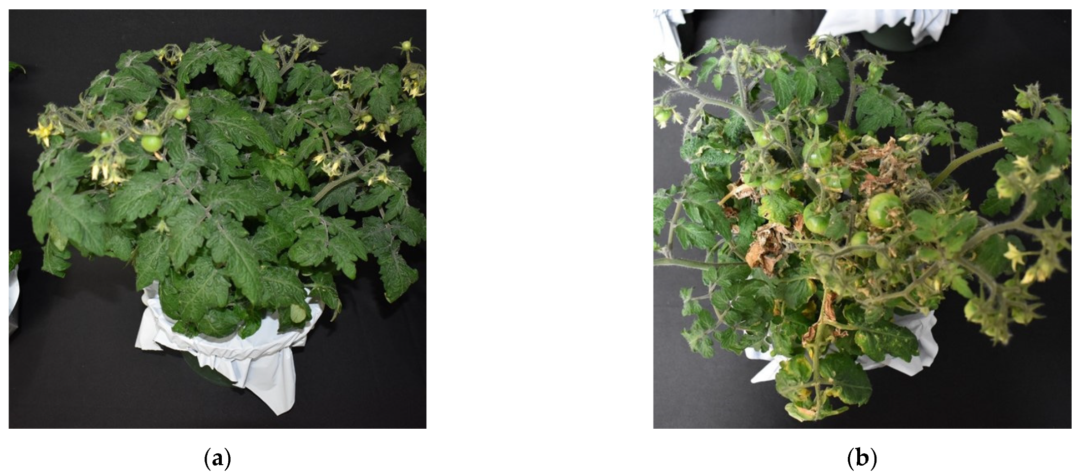 Agronomy 12 01704 g002