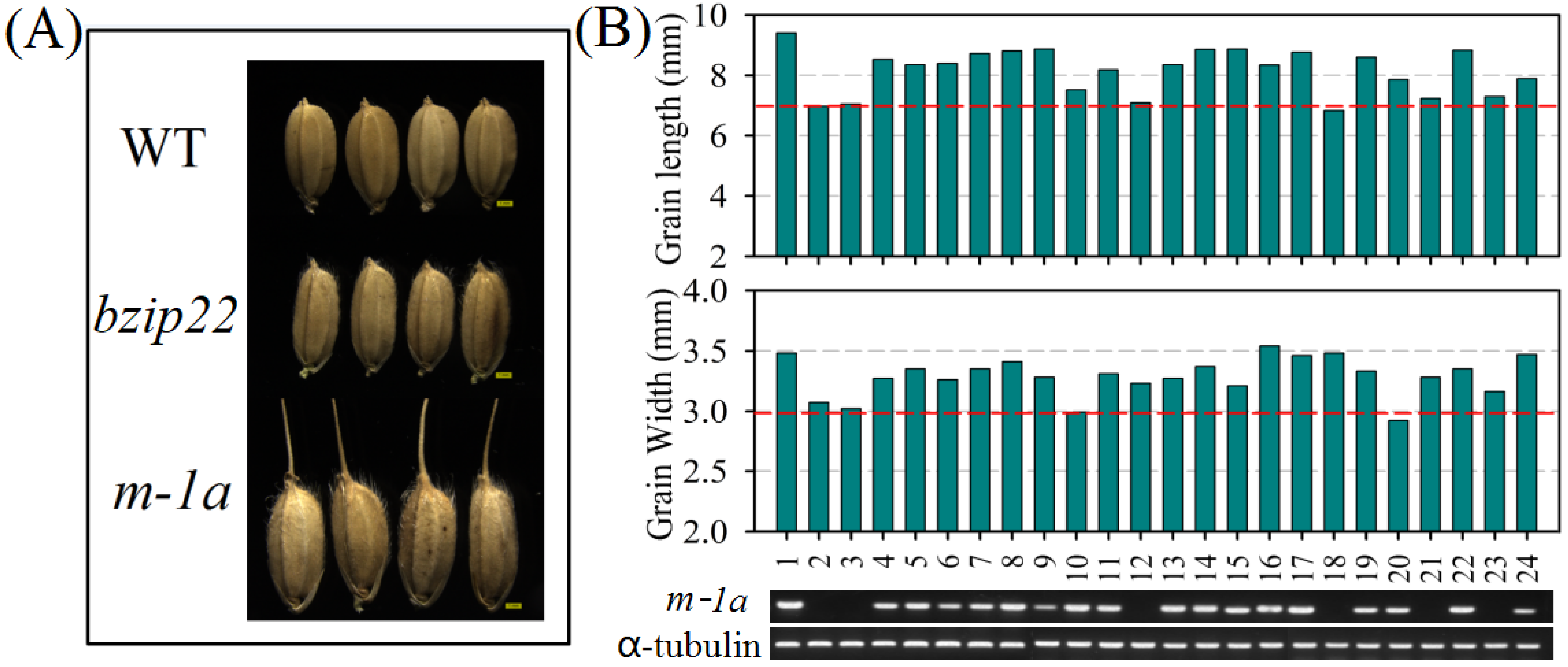 Agronomy 12 01706 g001