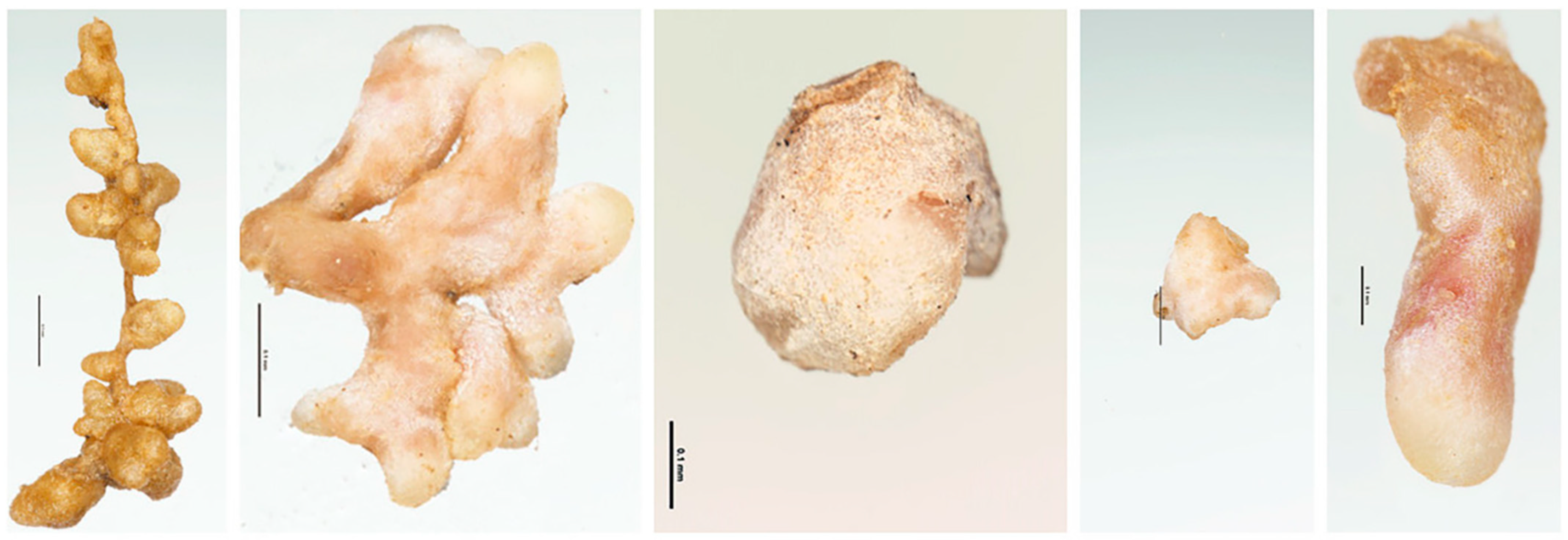 Agronomy 12 01722 g004