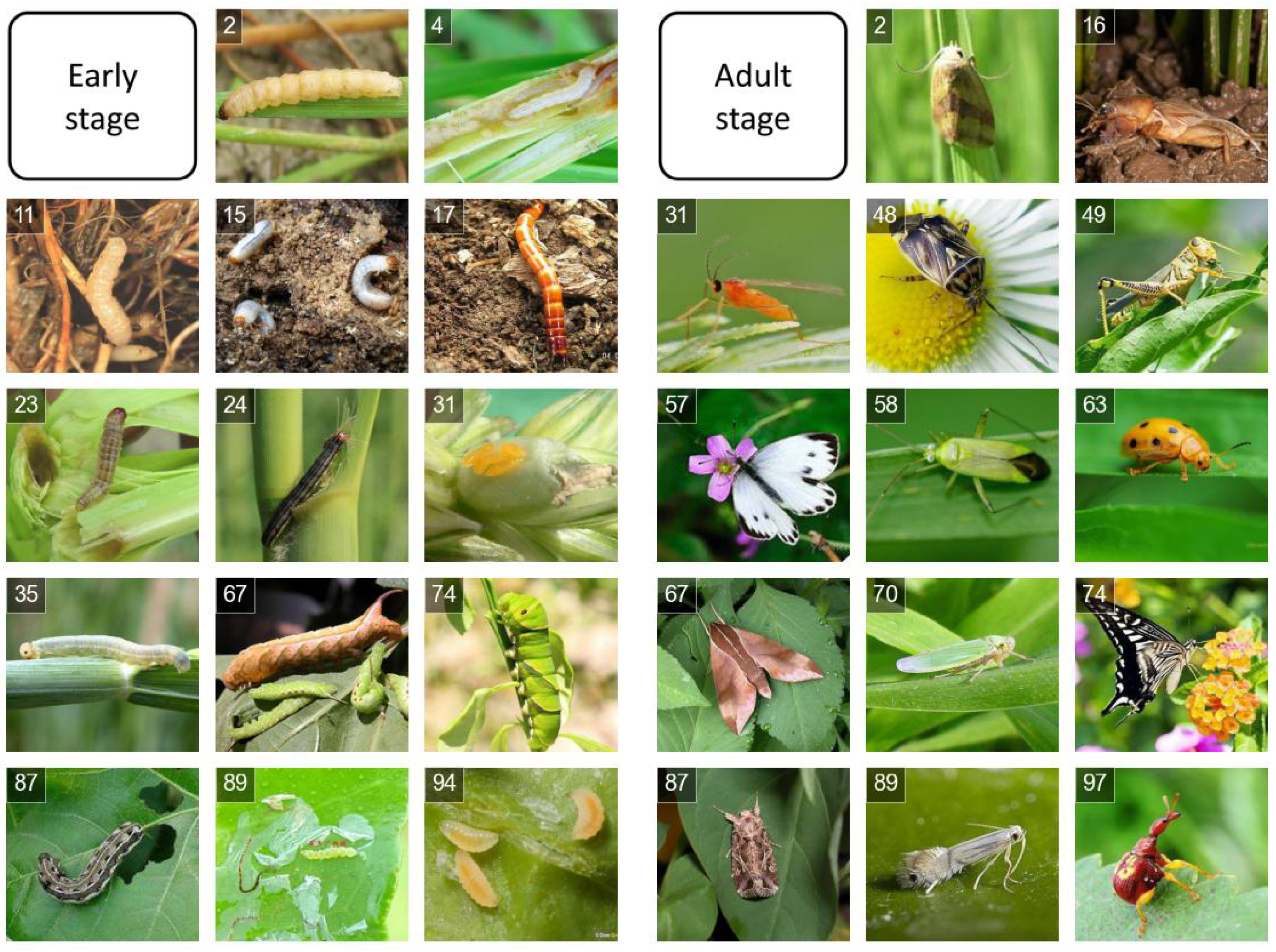 Agronomy 12 01733 g003