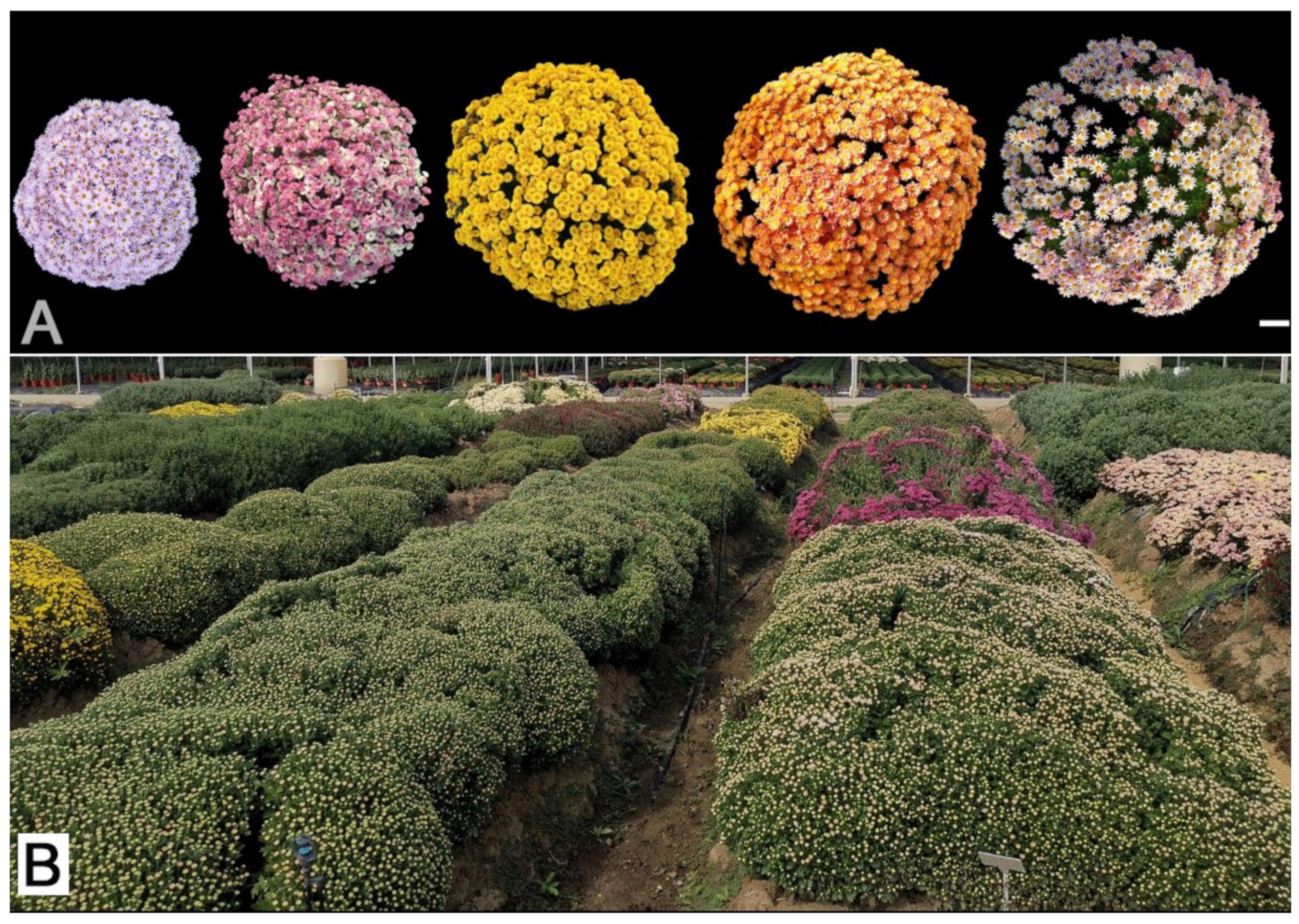 Agronomy 12 01736 g002