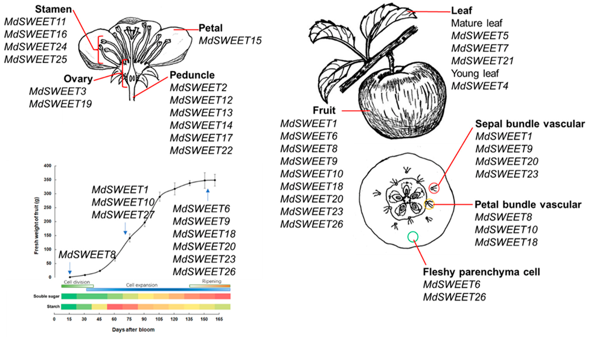 Agronomy 12 01747 g010