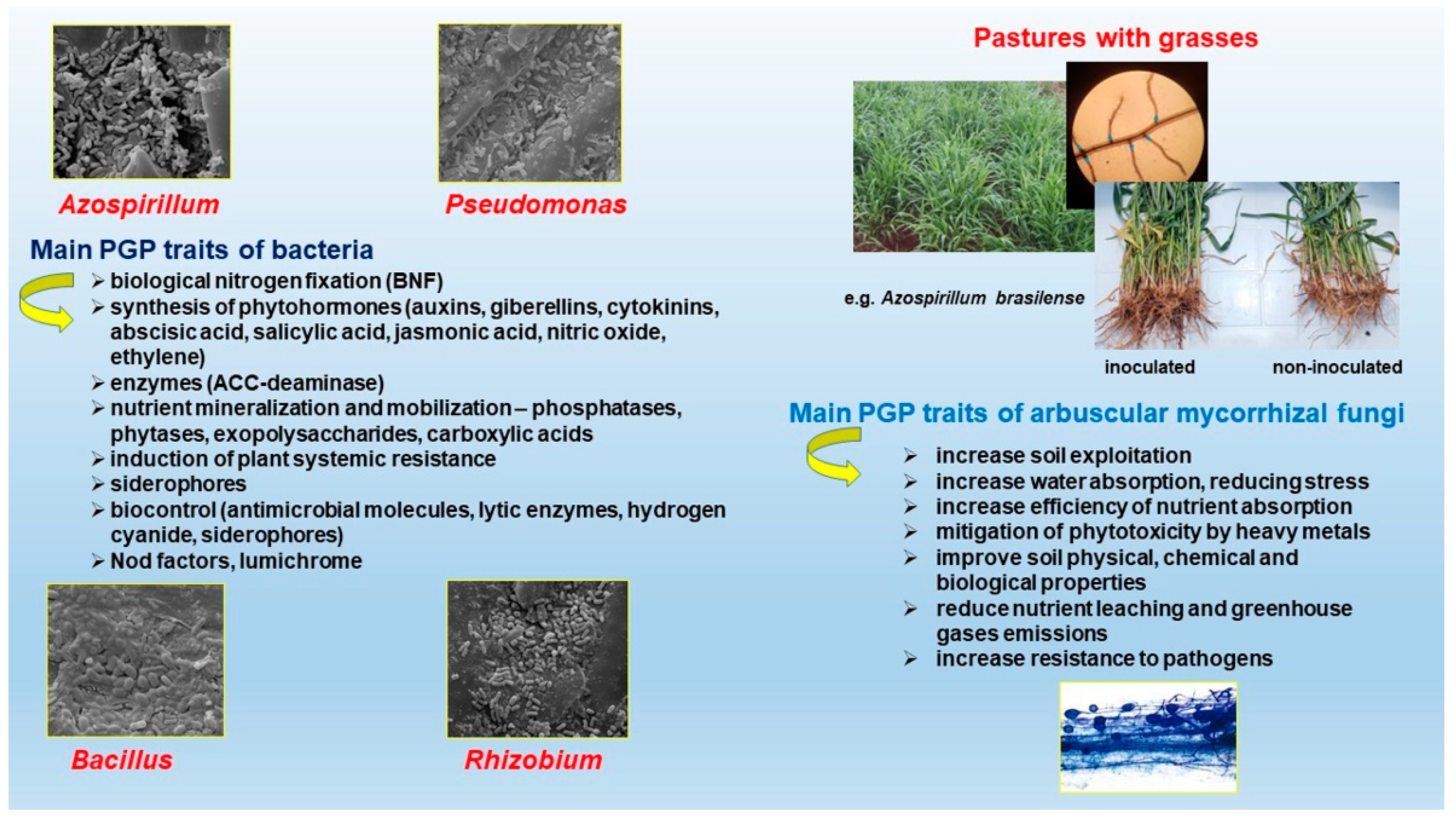 Agronomy 12 01748 g001