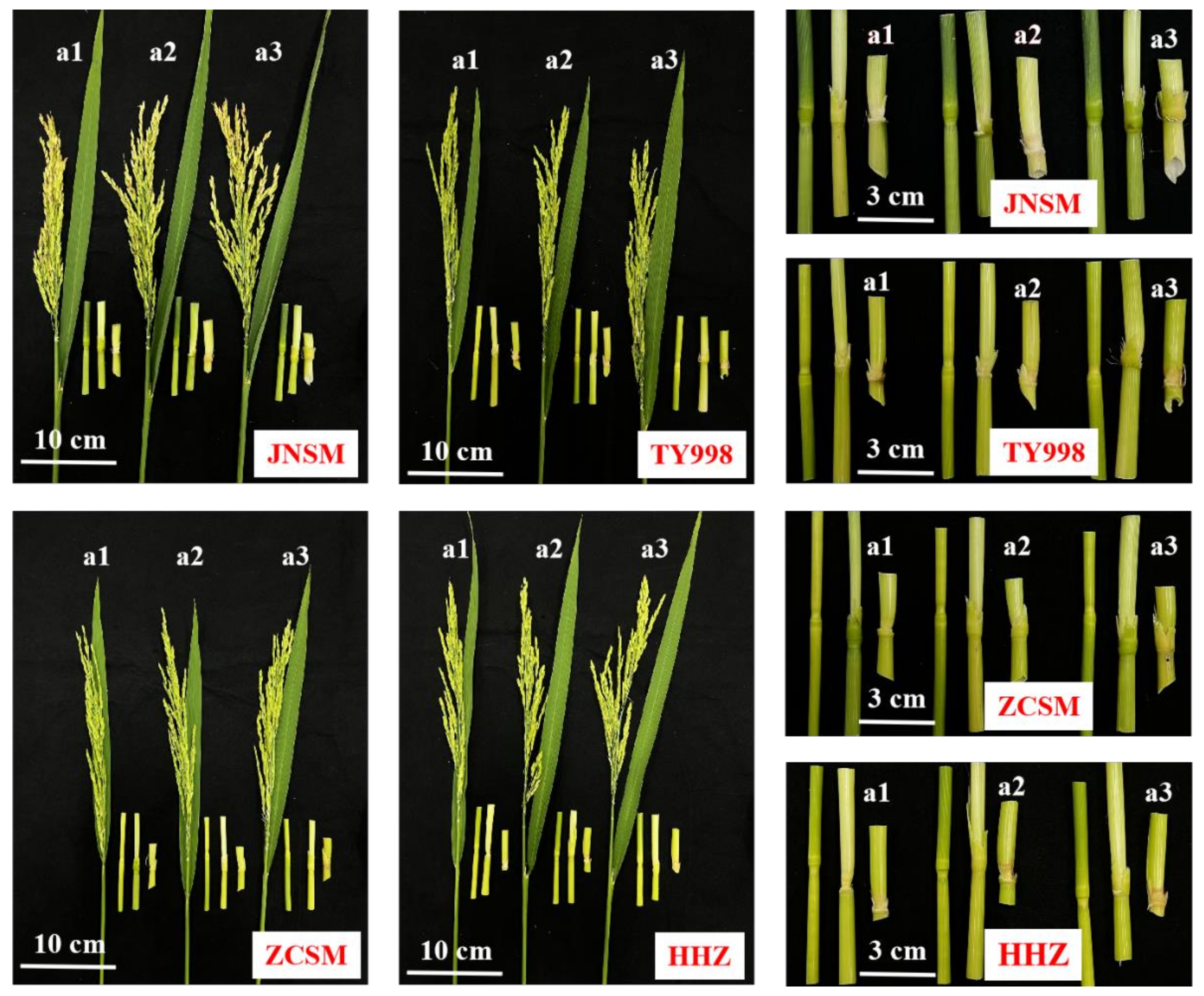 Agronomy 12 01750 g003 550
