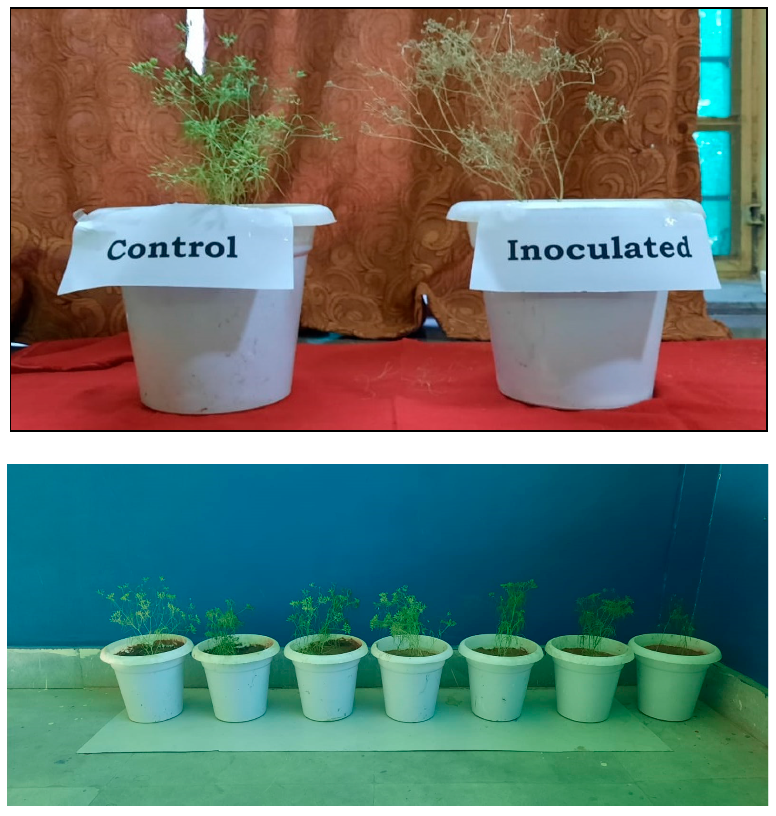 Agronomy 12 01752 g002 550