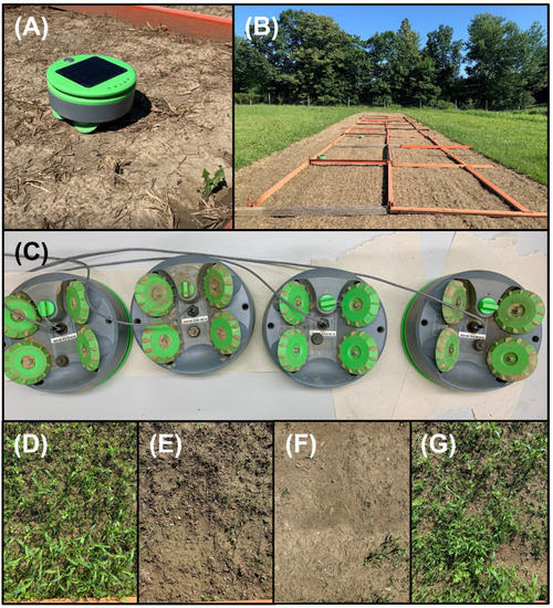 kok kant afhængige Agronomy | Free Full-Text | Effects of Tertill&reg; Weeding Robot on Weed  Abundance and Diversity