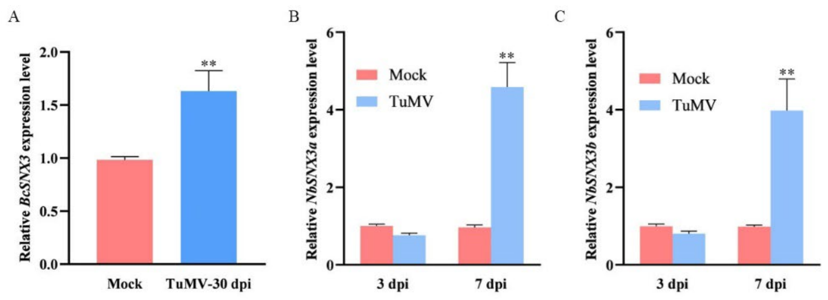 Functional Analysis of BcSNX3 in Regulating Resistance to