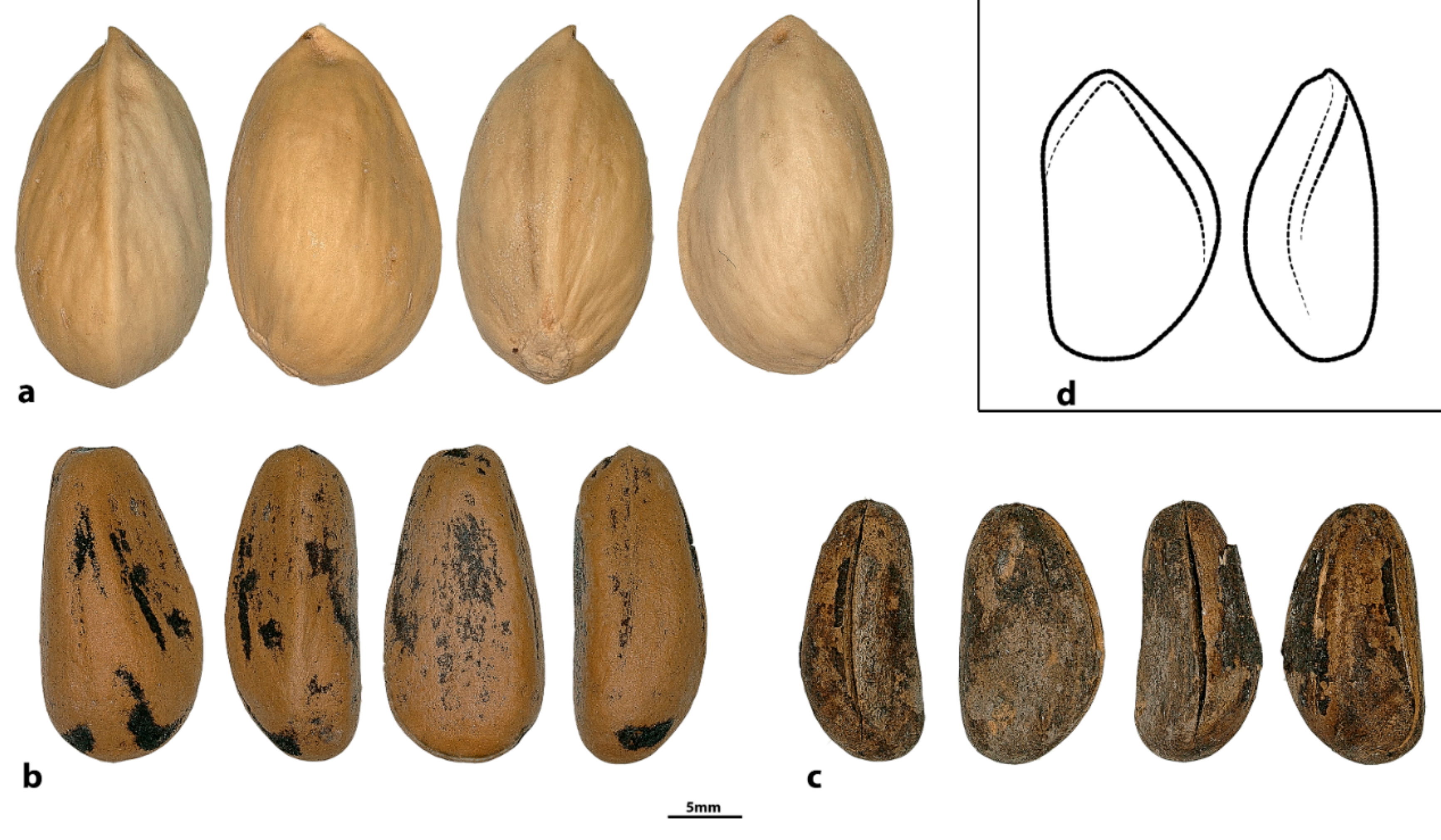 The Domestication of the Apple: Gift from Central Asia