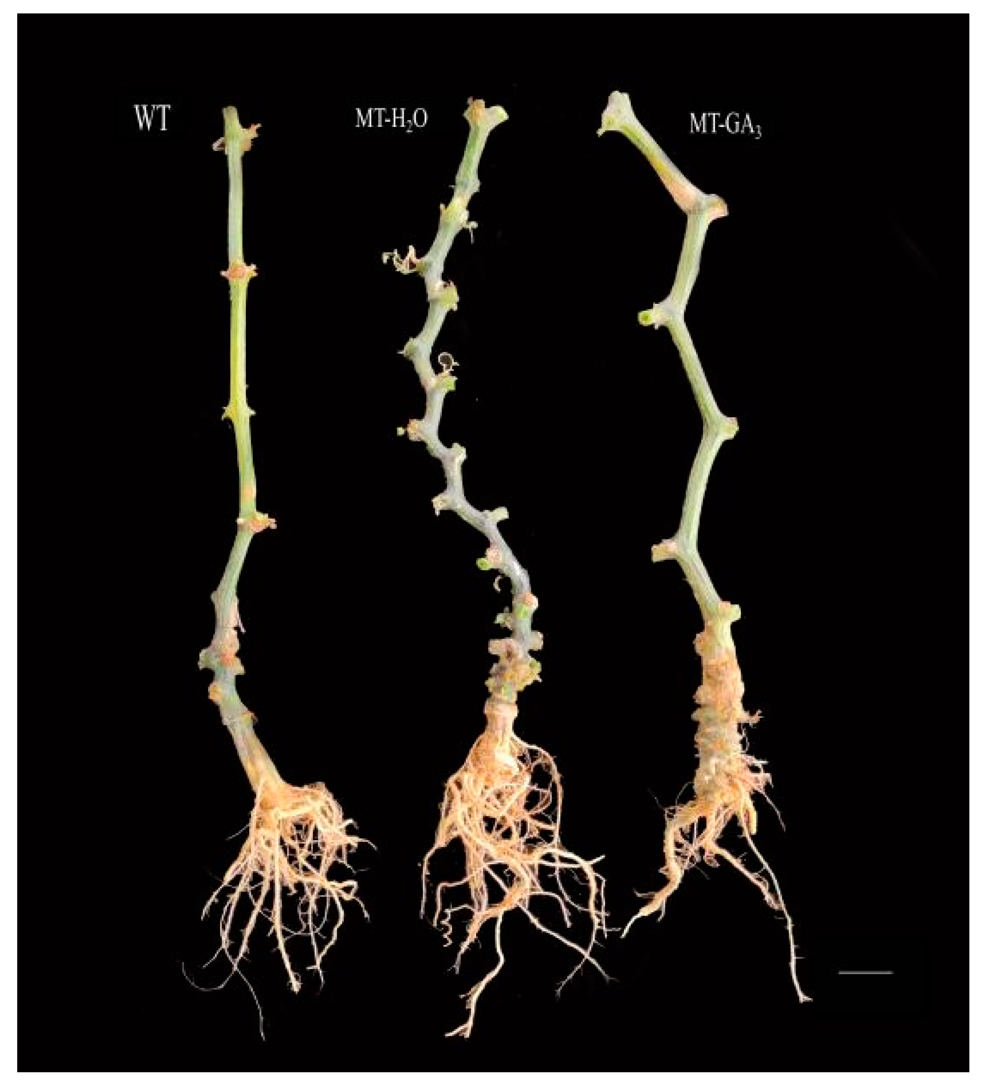 Agronomy 12 01779 g007 550