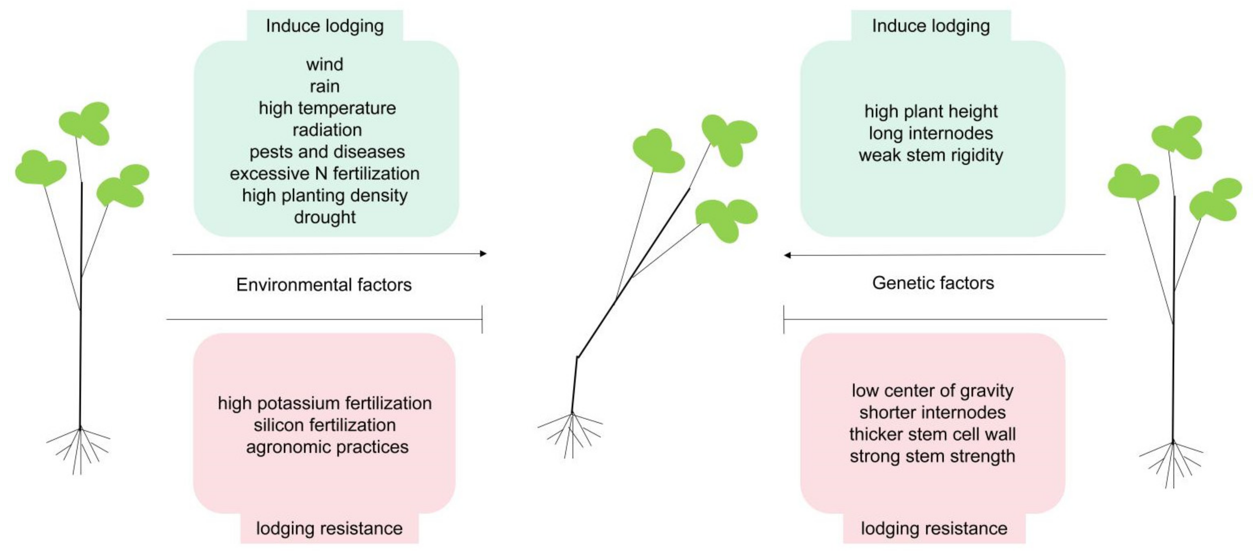 Agronomy 12 01795 g001 Agronomy 12 01795 g001