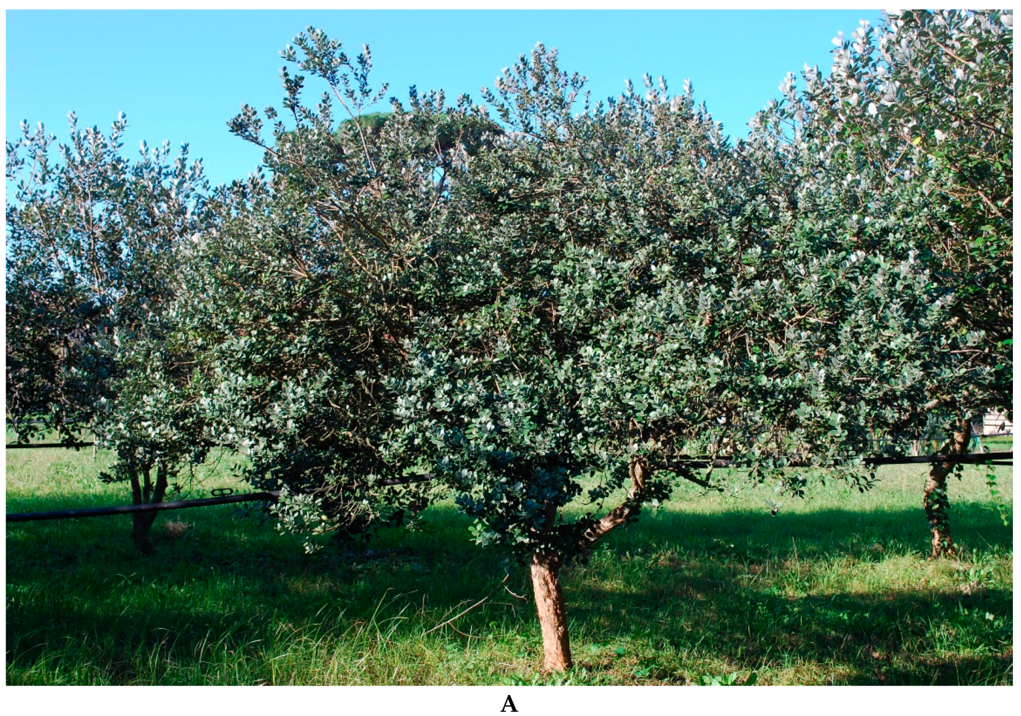 Agronomy 12 01802 g001a