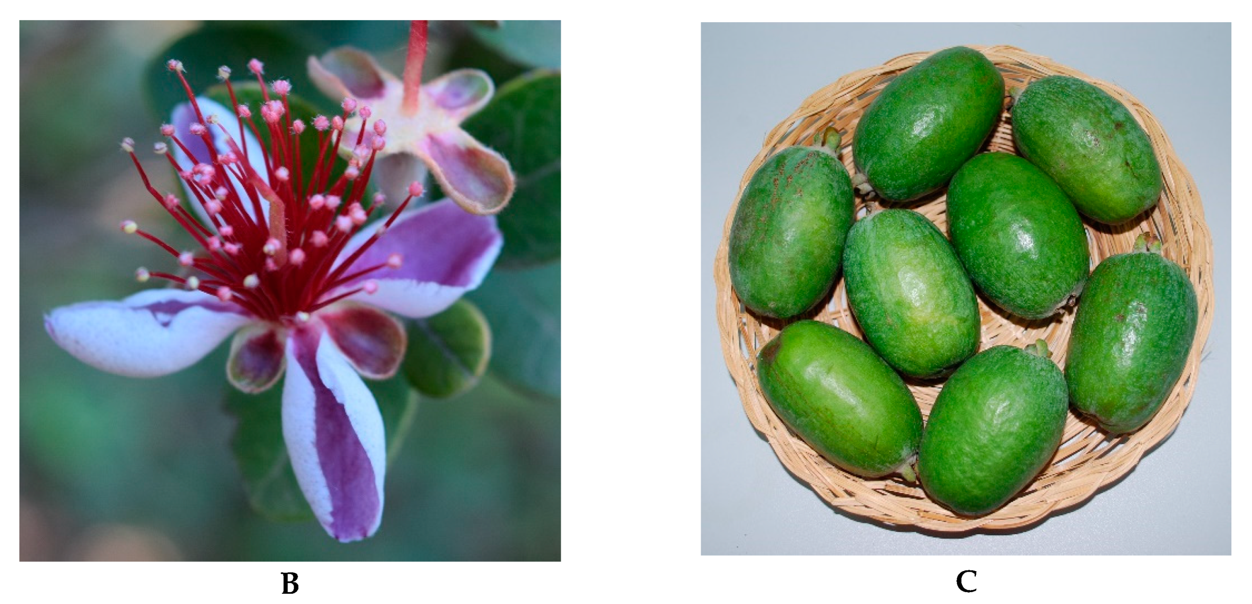 Agronomy 12 01802 g001b