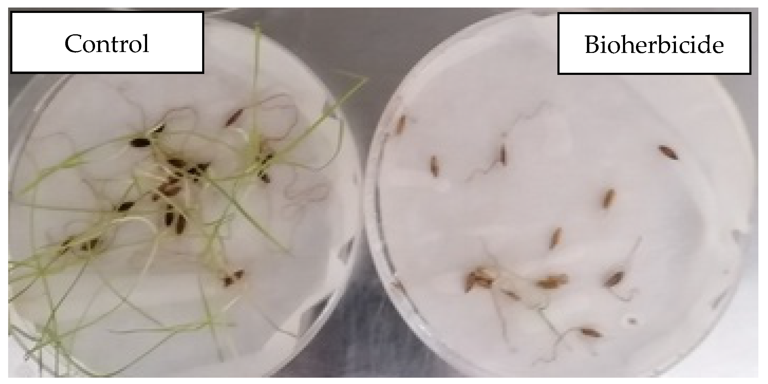 Agronomy 12 01808 g001