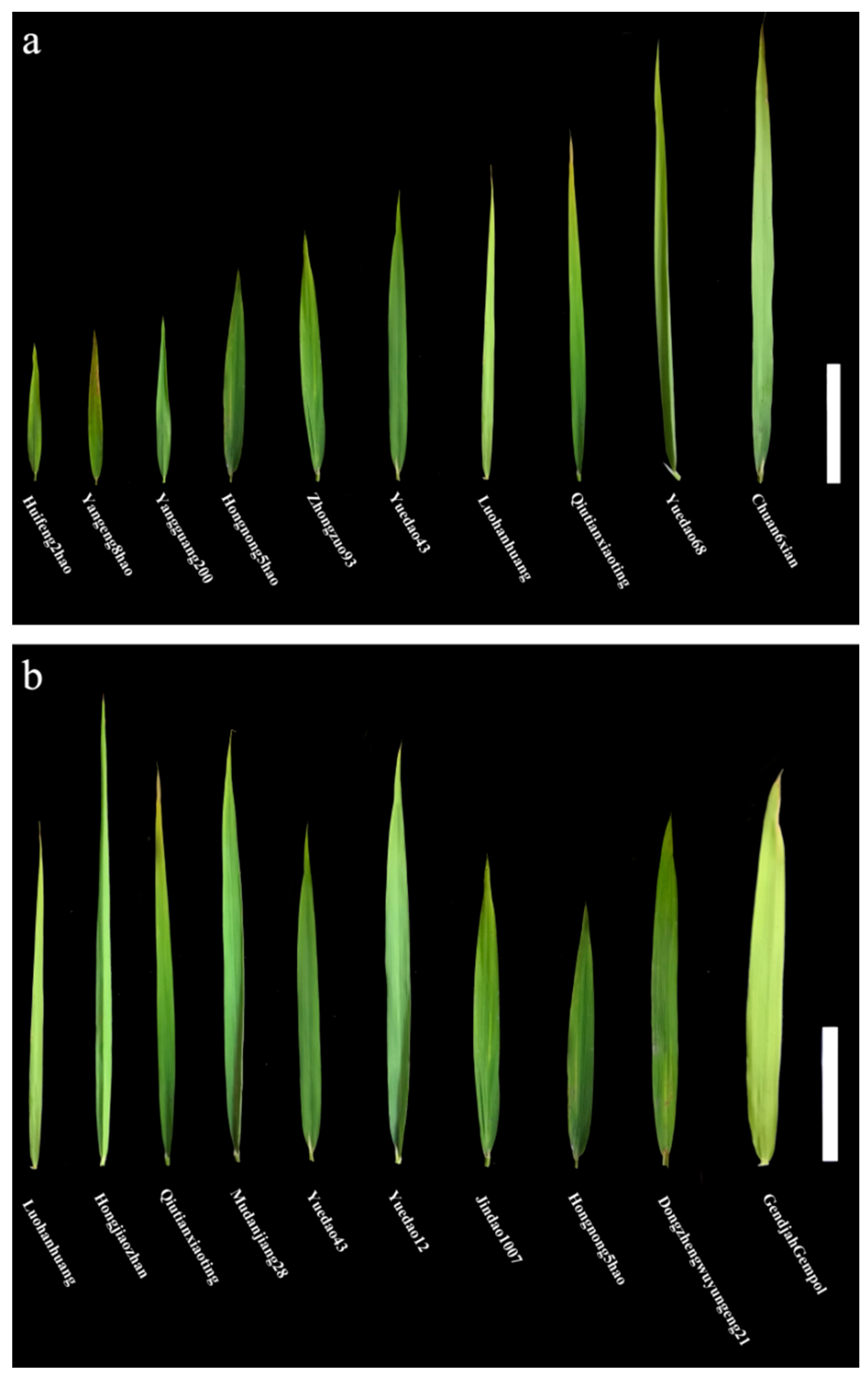 Agronomy 12 01814 g001 550