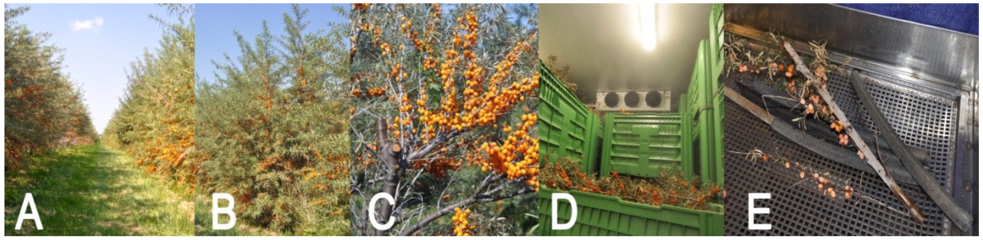 Agronomy 12 01834 g001 Agronomy 12 01834 g001