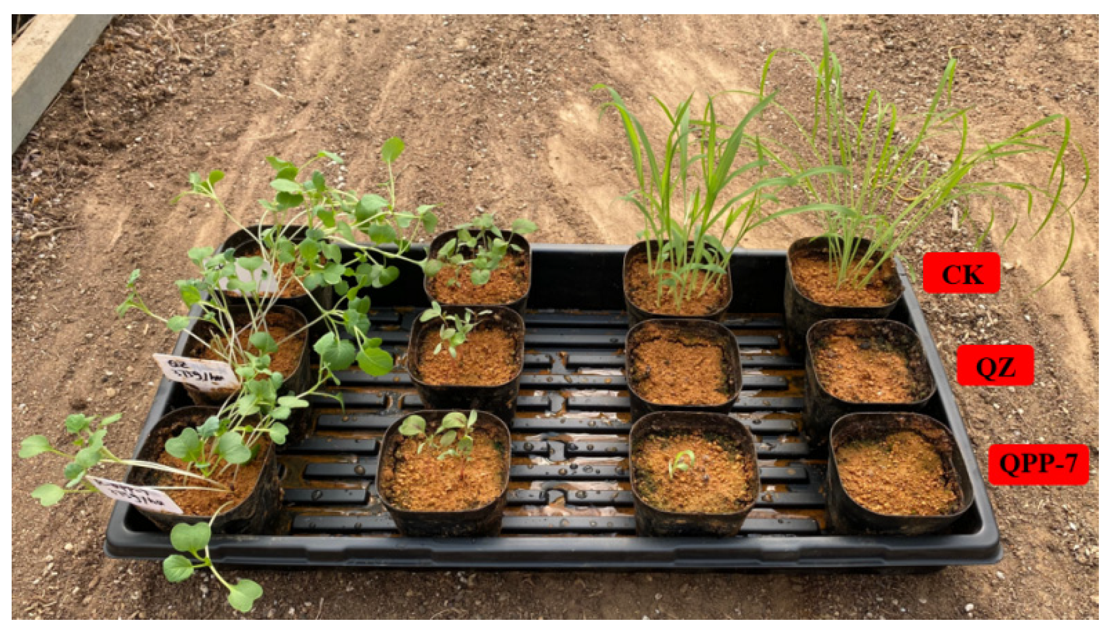 Agronomy 12 01840 g005