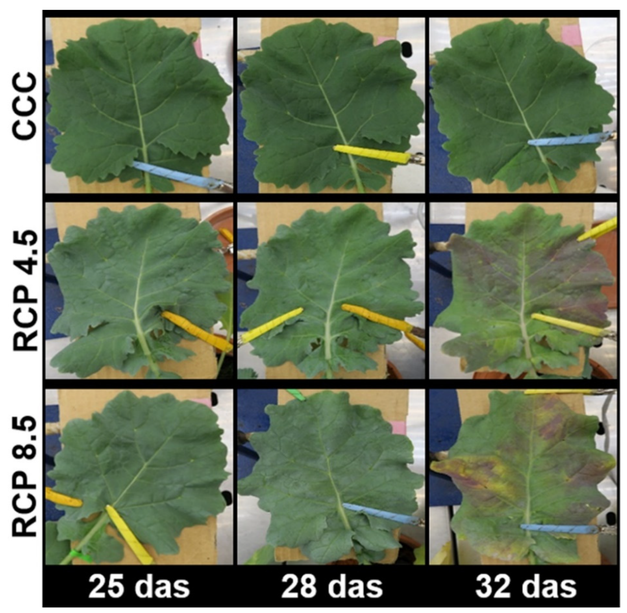 Agronomy 12 01845 g001