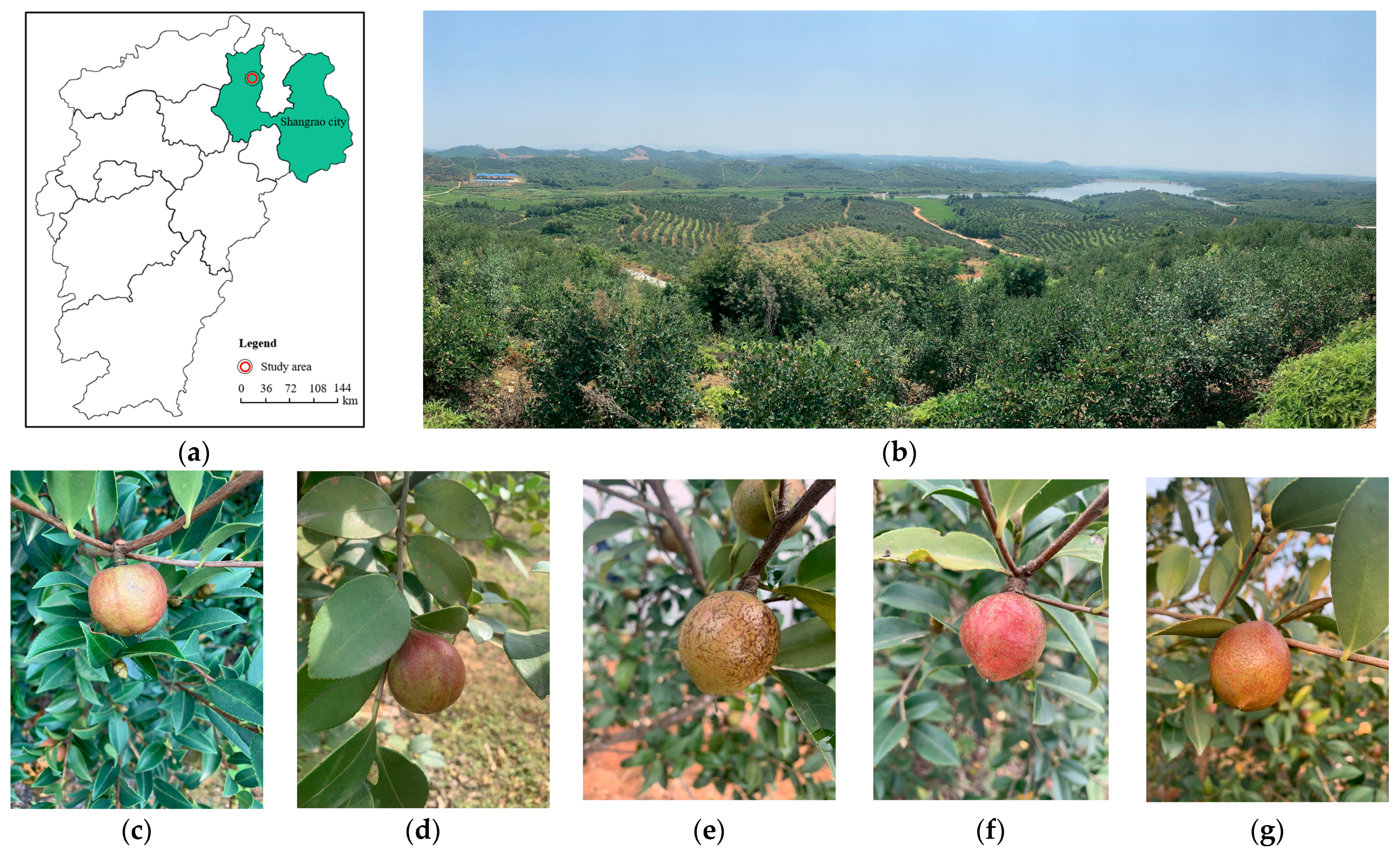 Agronomy 12 01846 g001