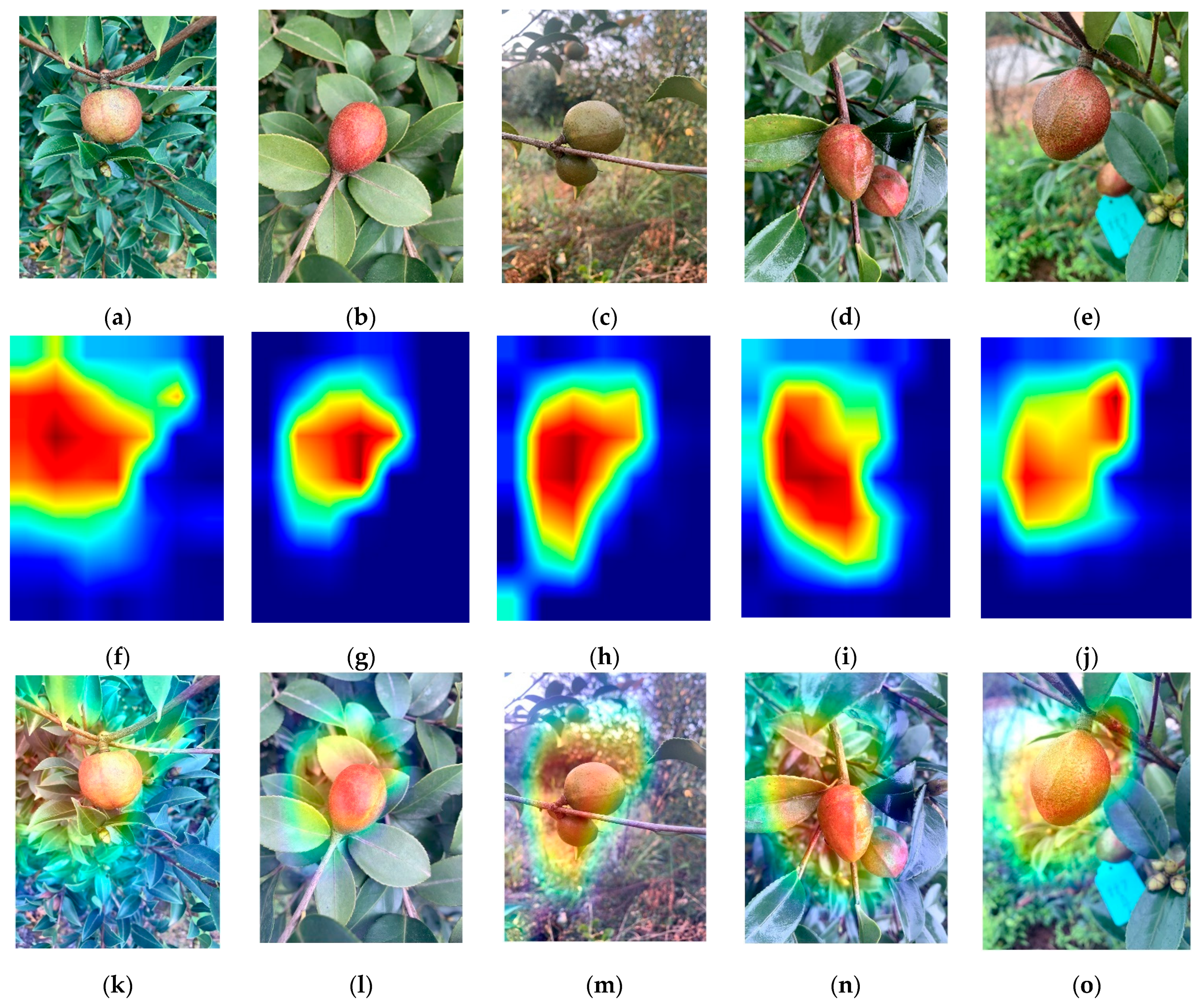Agronomy 12 01846 g008