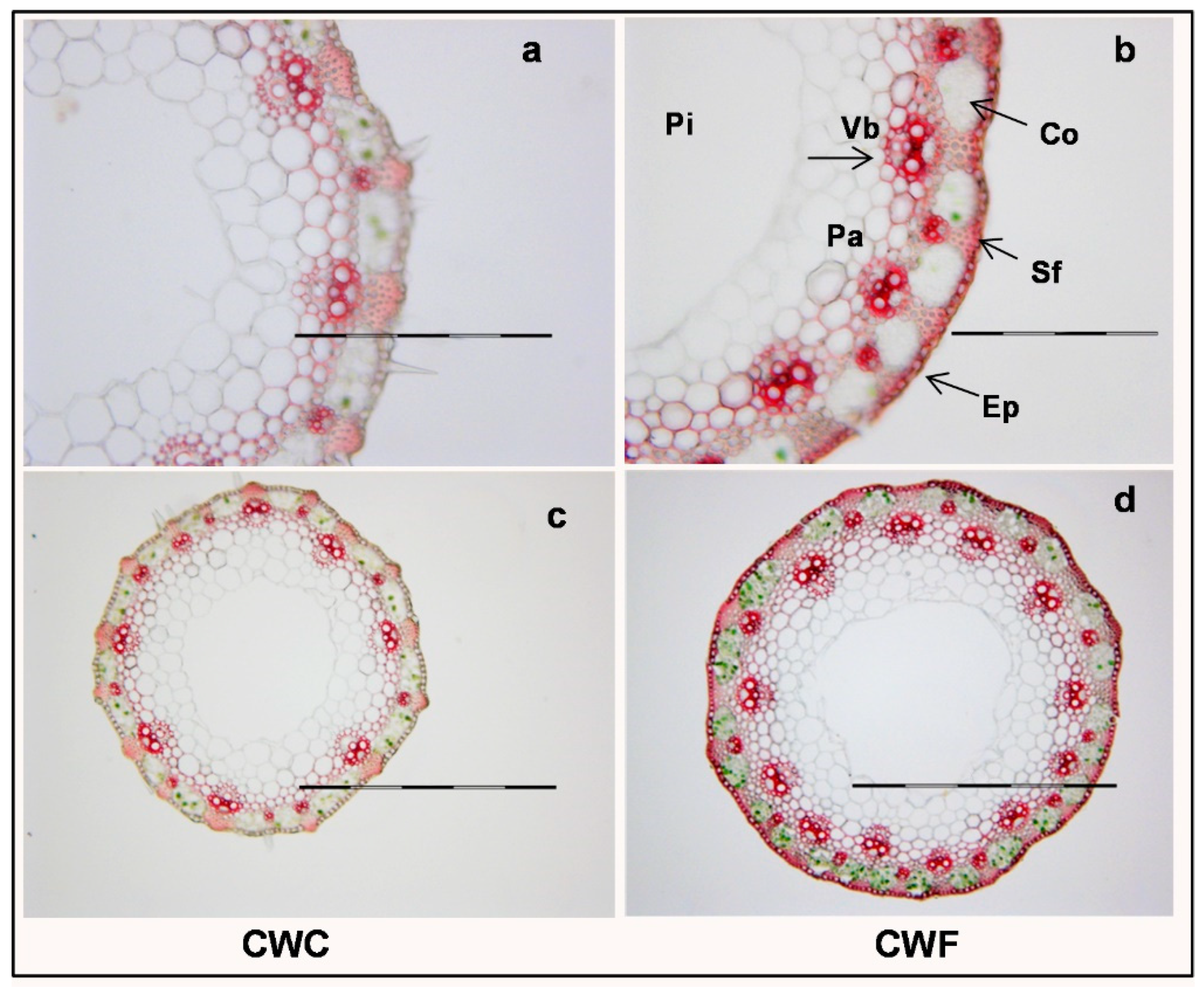 Agronomy 12 01847 g001 Agronomy 12 01847 g001