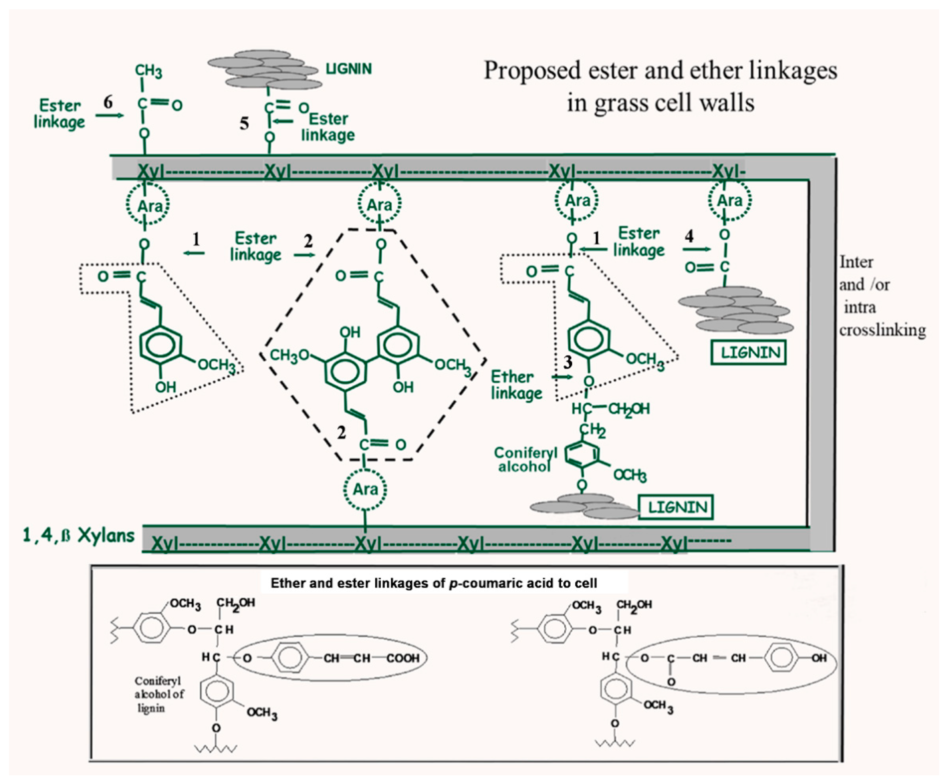 Agronomy 12 01847 g002 Agronomy 12 01847 g002