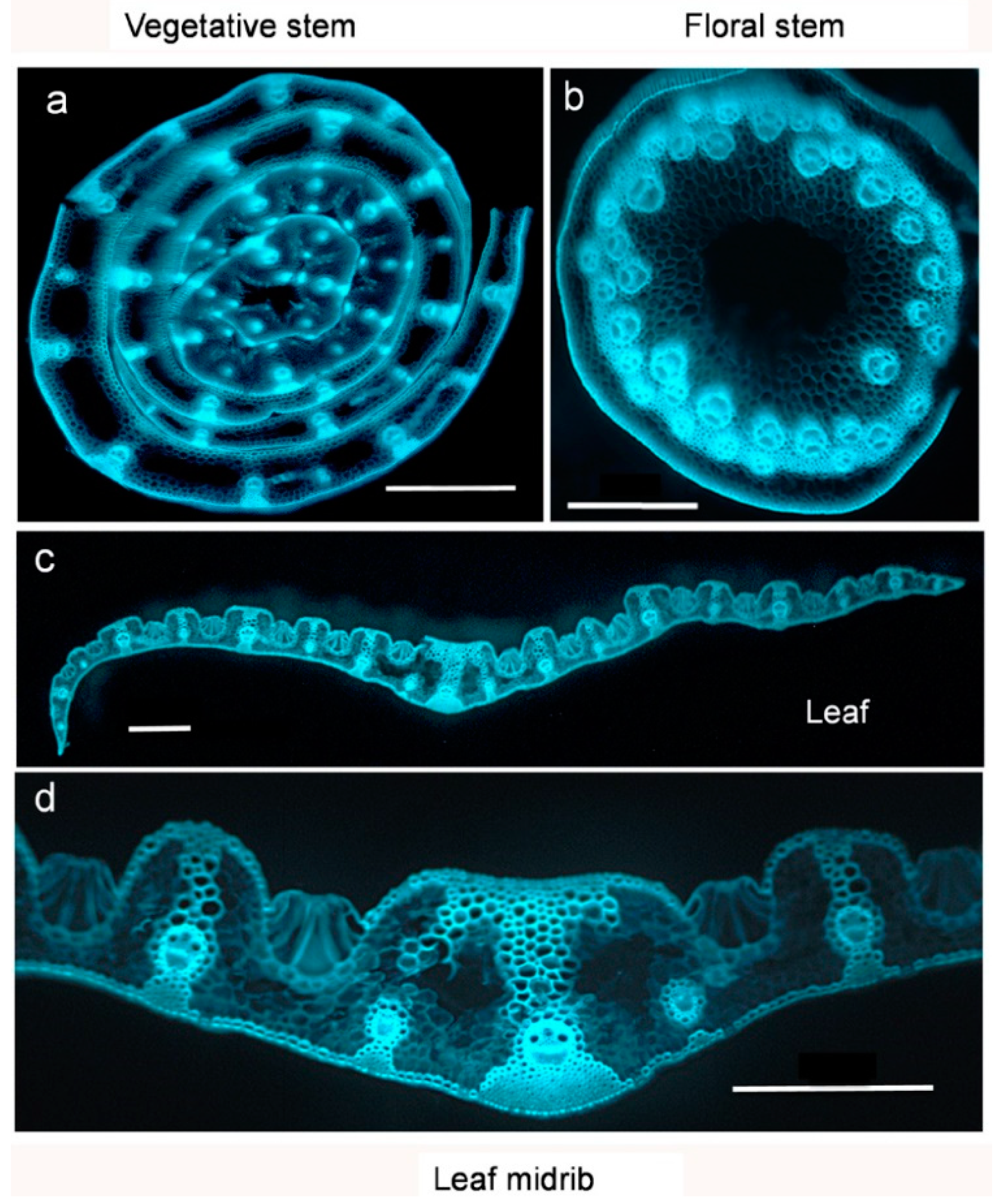 Agronomy 12 01847 g004 Agronomy 12 01847 g004