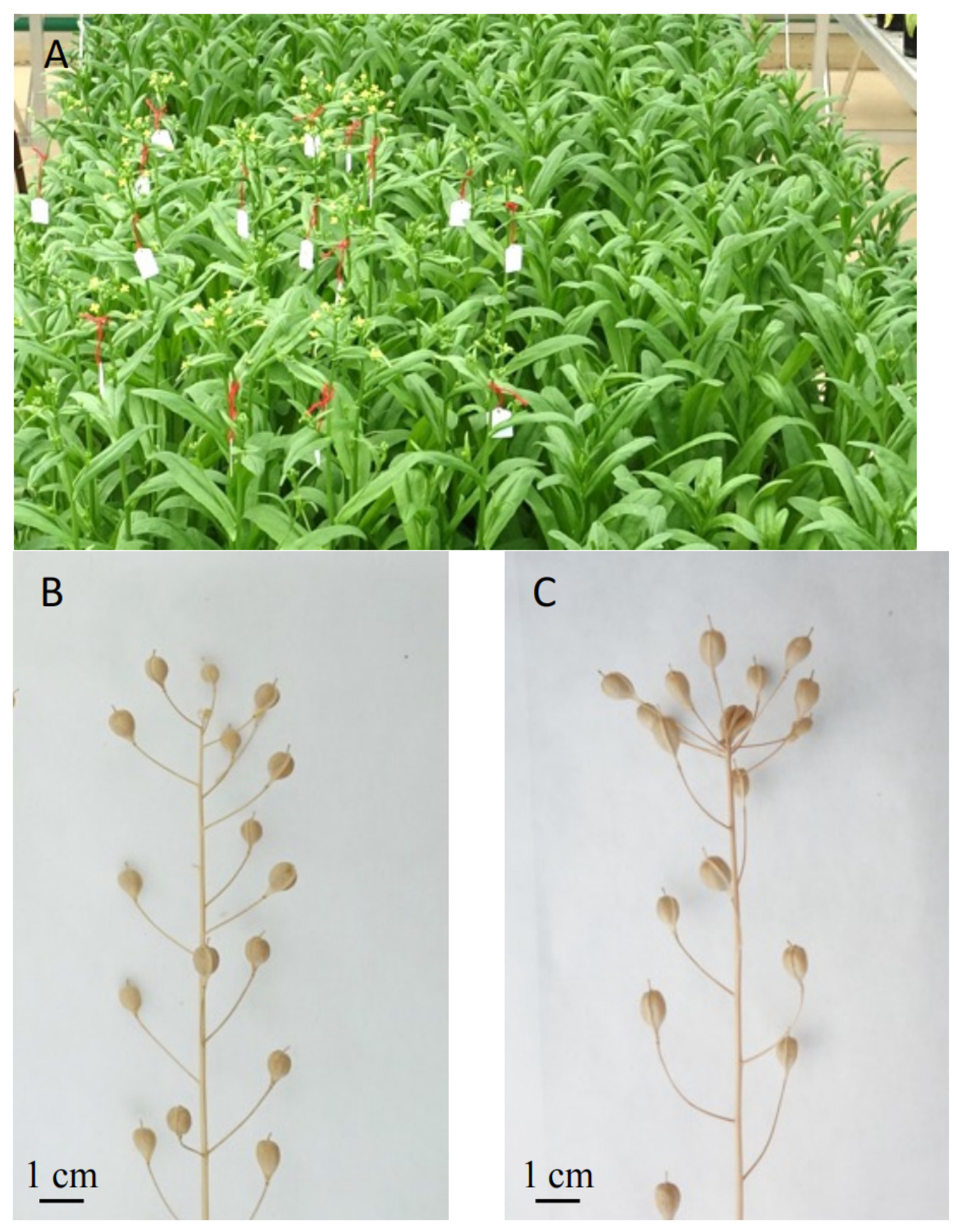 Agronomy 12 01873 g002a 550