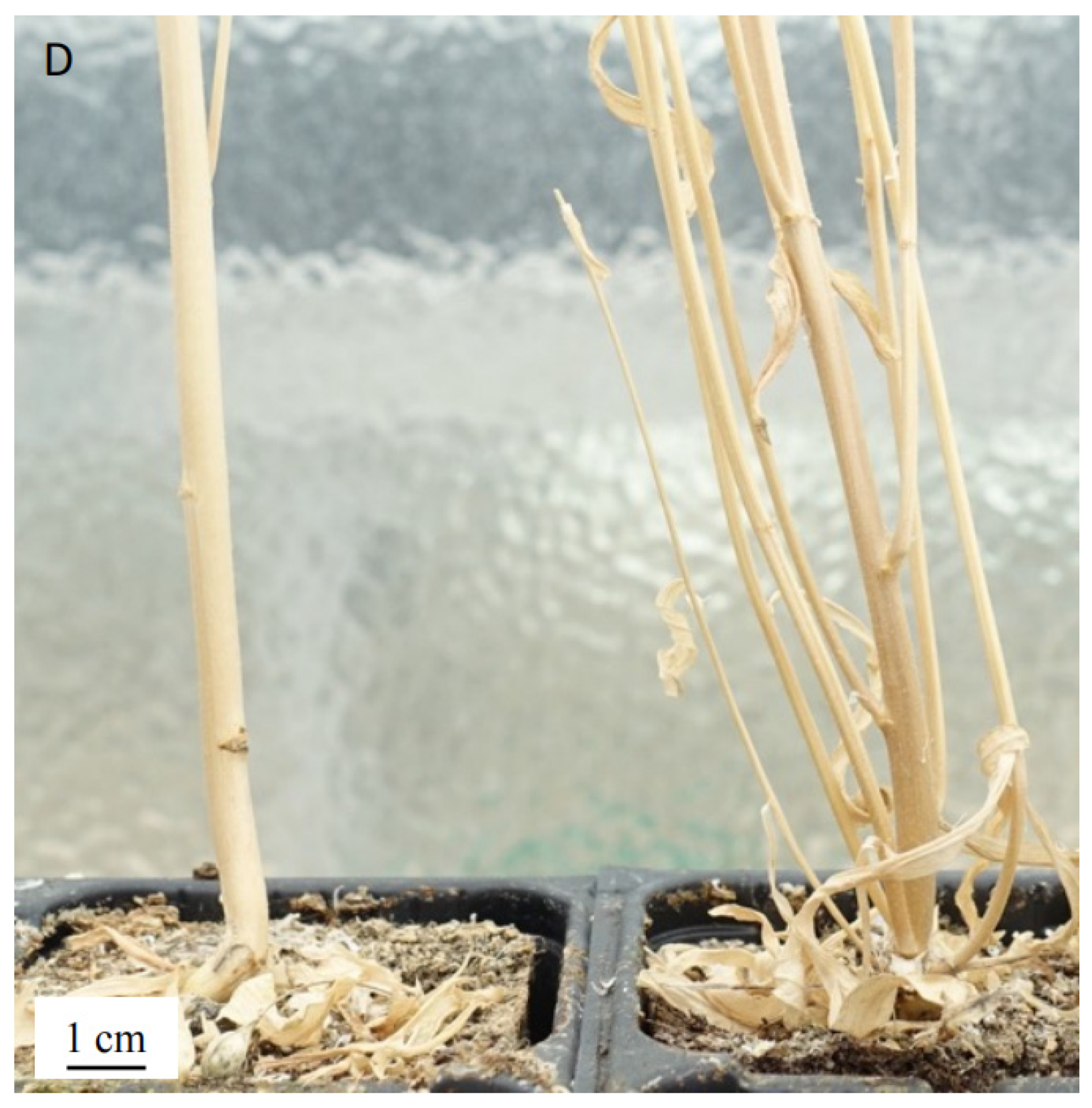 Agronomy 12 01873 g002b 550
