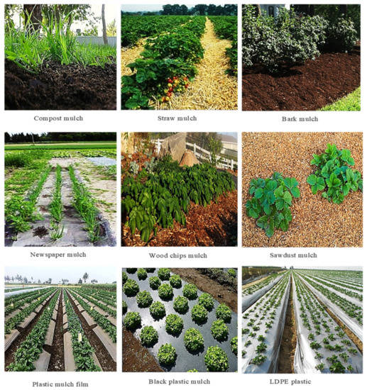 Mulching as a Sustainable Water and Soil Saving Practice in 