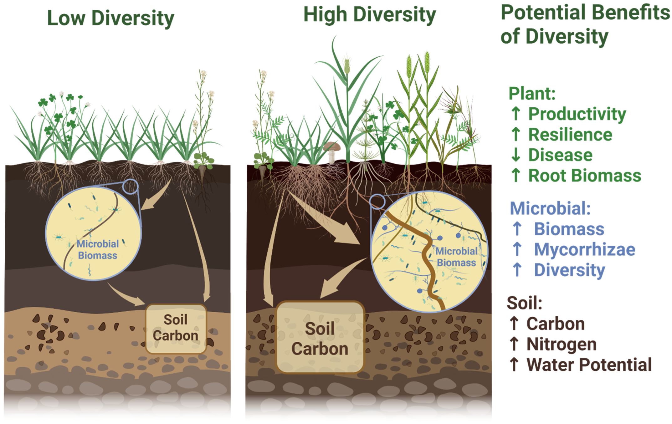 Agronomy 12 01893 g002